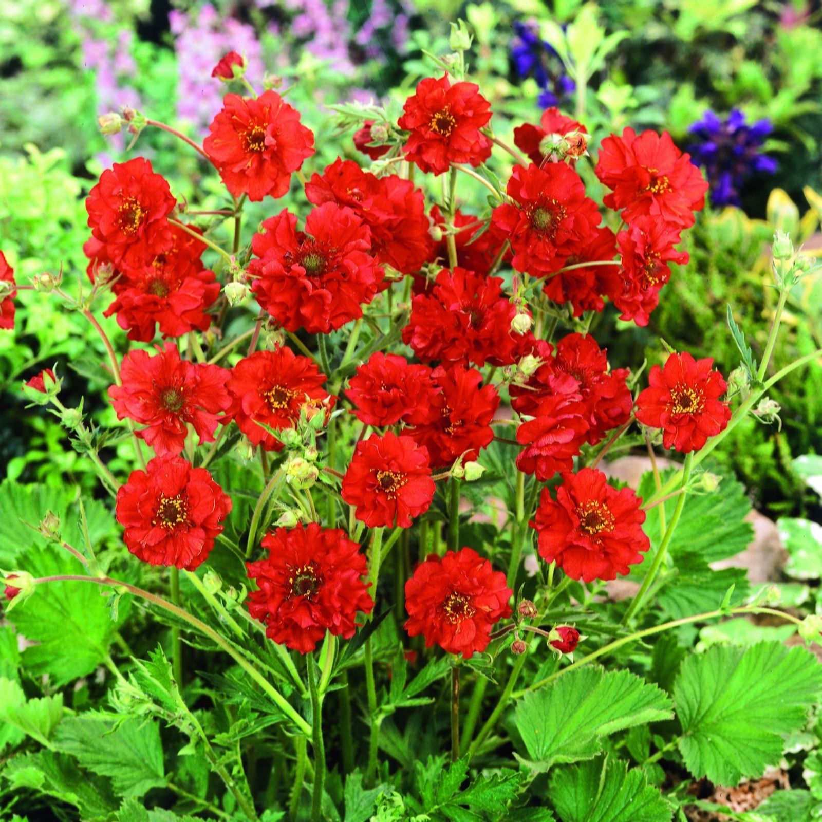 Plants 2 Gardens Geum Mrs J Bradshaw 3 X 2Ltr