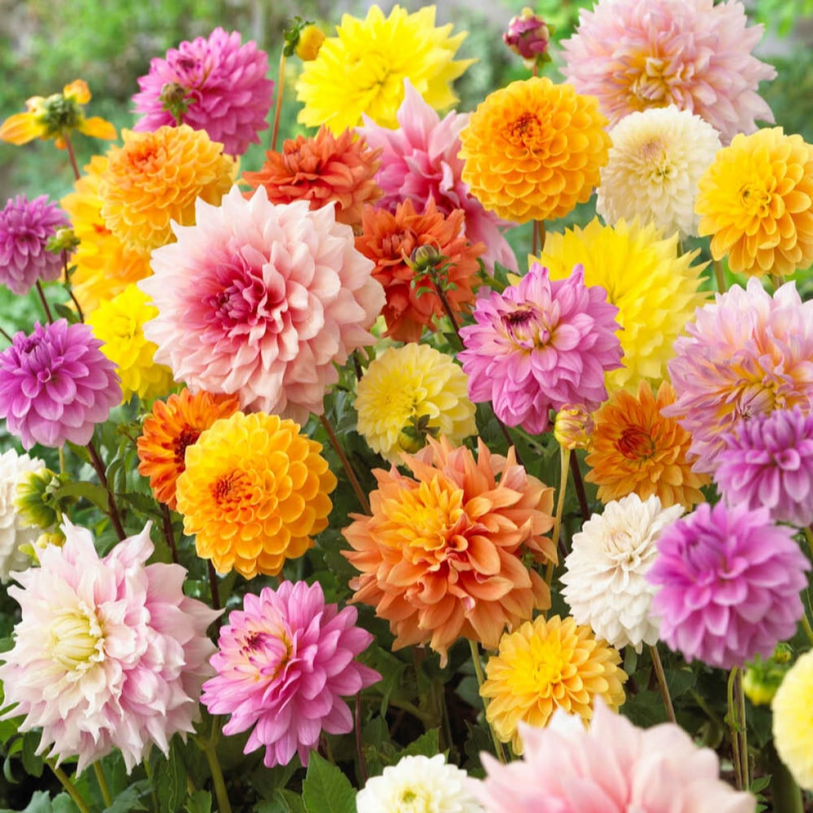 Yougarden Pink/Orange/Yellow Dahlia 'Patio Choice' Mix Tubers X20