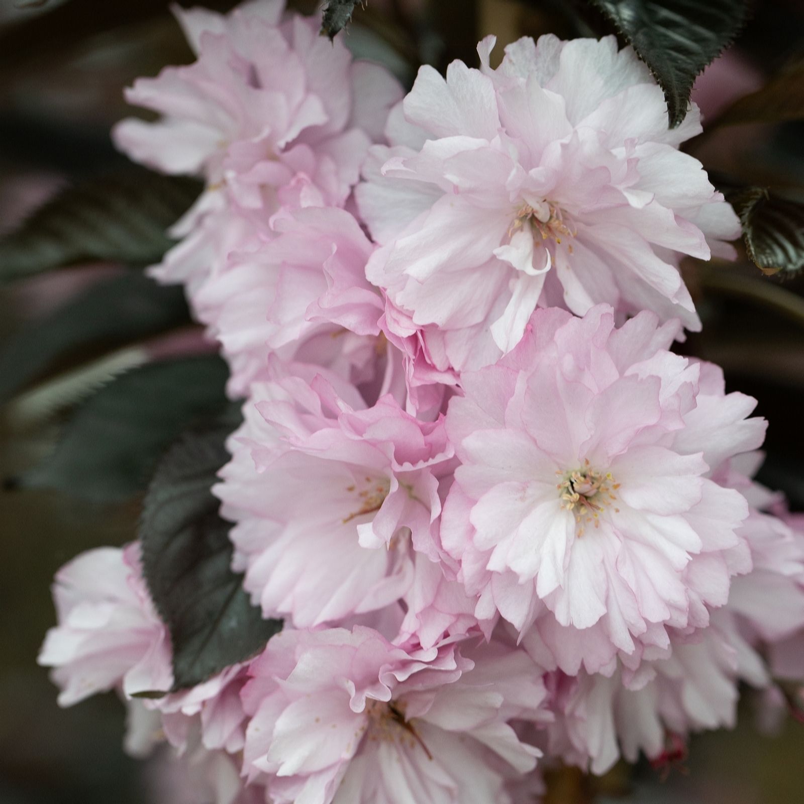 Frank P Matthews Burgundy Prunus Royal In 12 Litre Container