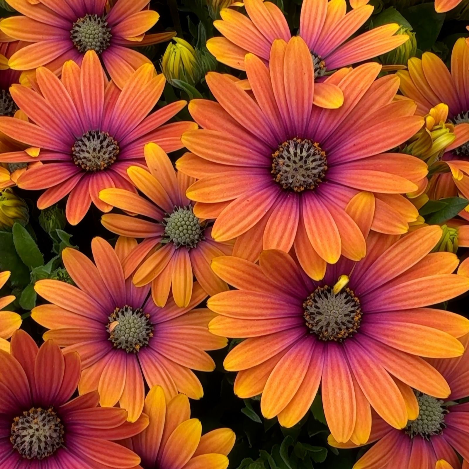 Richard Jackson Cape Daisy Sunrise