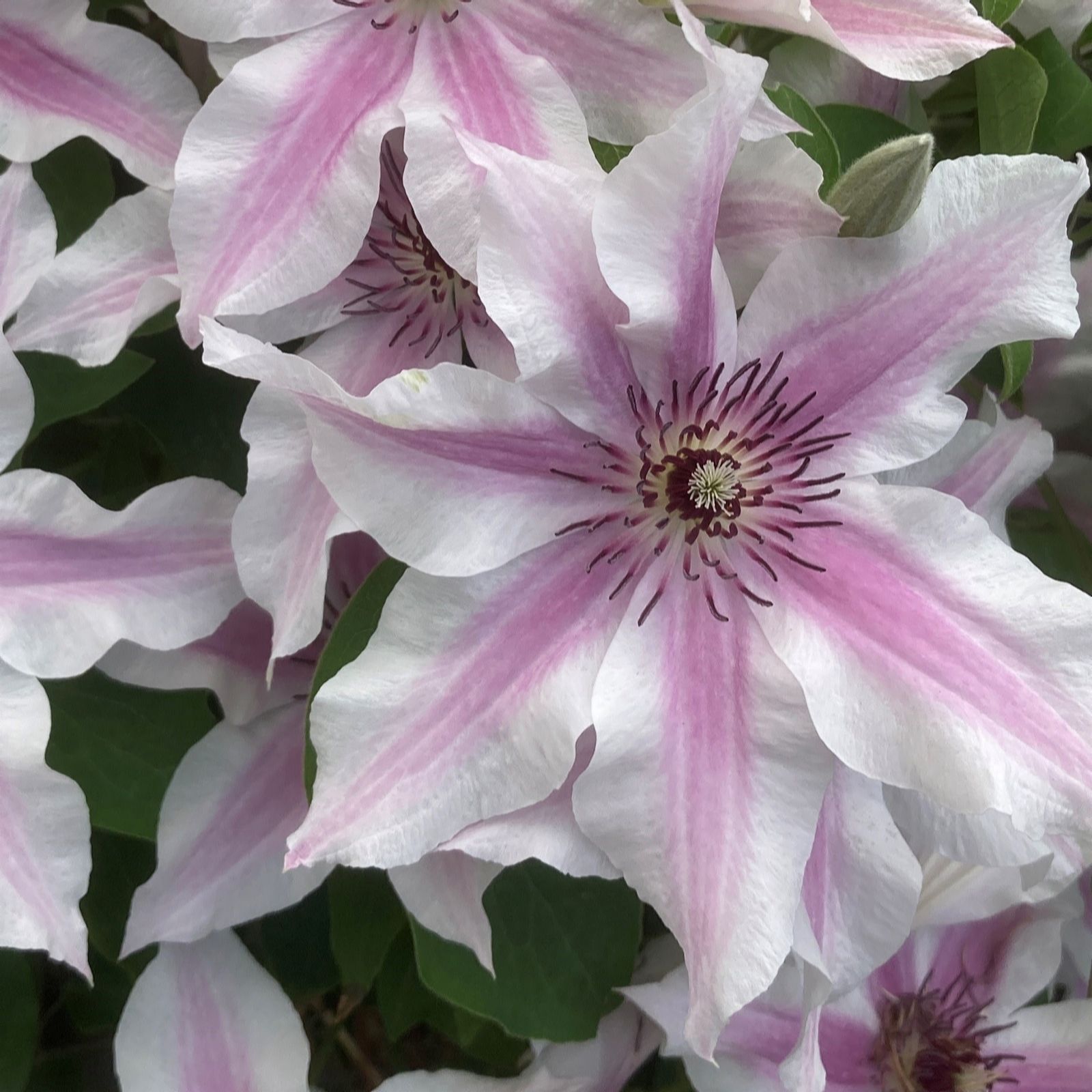 Hayloft Plants Pink Raymond Evison Clematis Ithemba 3 X 7Cm