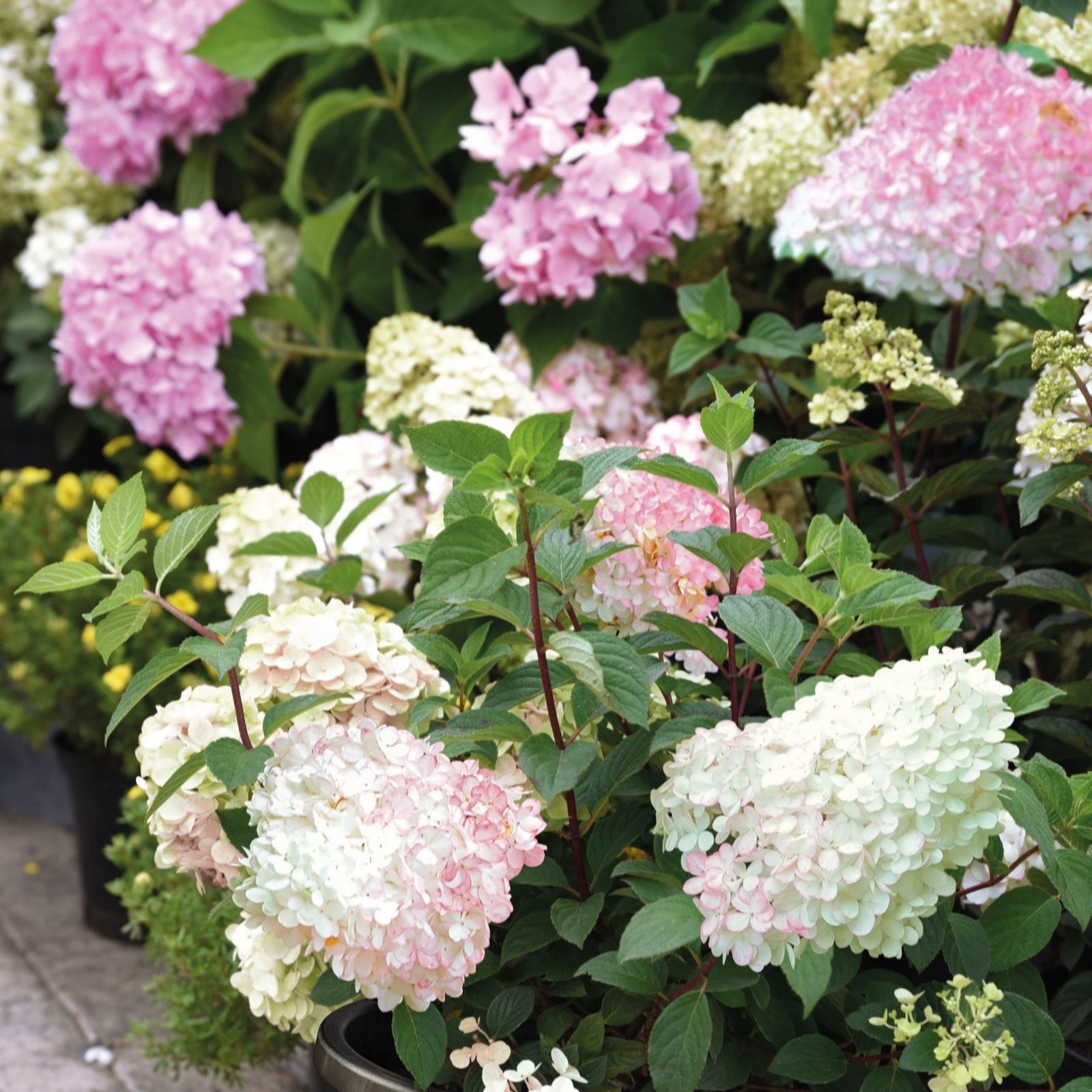 Thompson & Morgan White Hydrangea Paniculata Vanille Fraise 3L Pot X 1