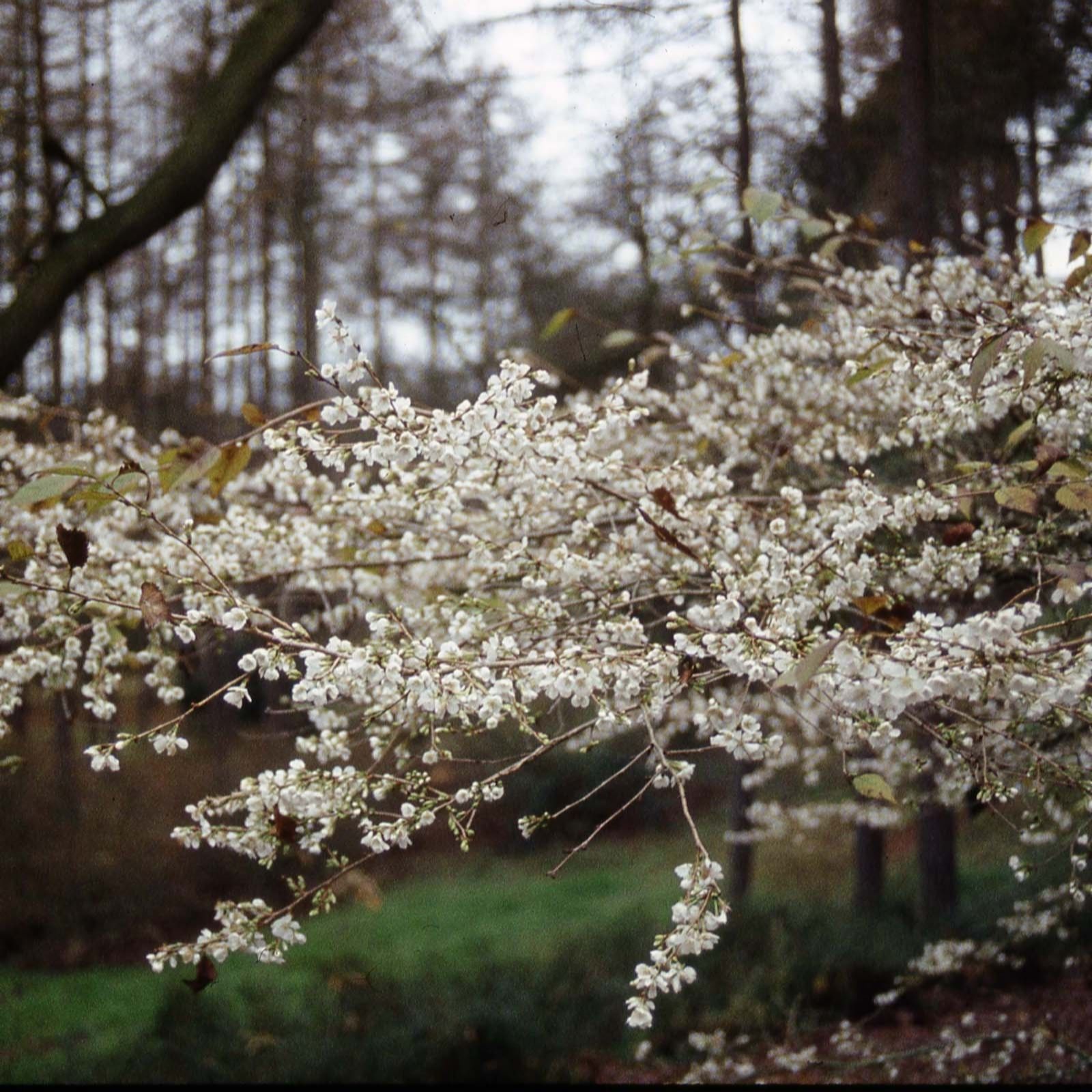 Frank P Matthews White Prunus In Praecox 11.5 Litre Container