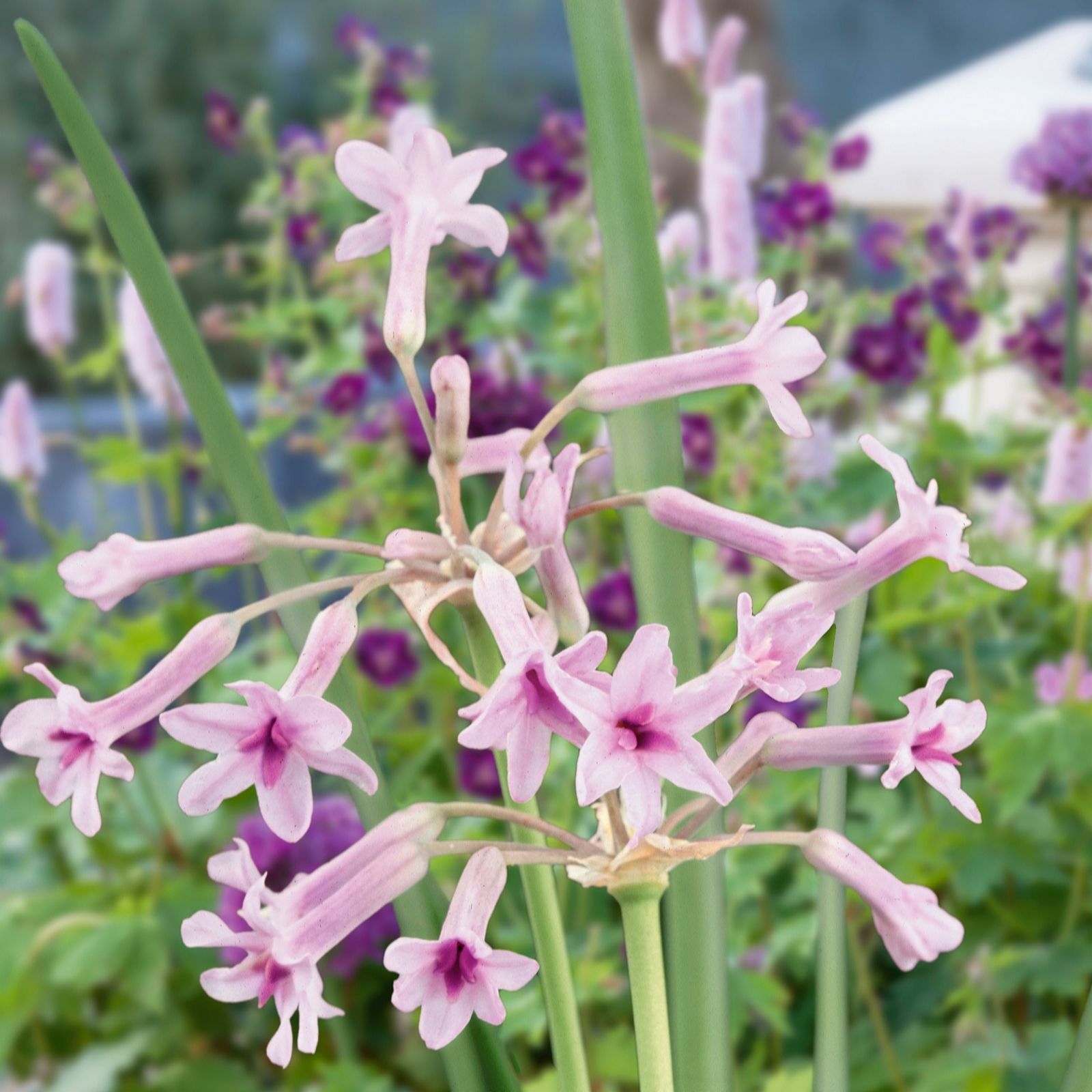 Plants 2 Gardens Purple Plants2gardens Tulbaghia Eye 3 X 9Cm