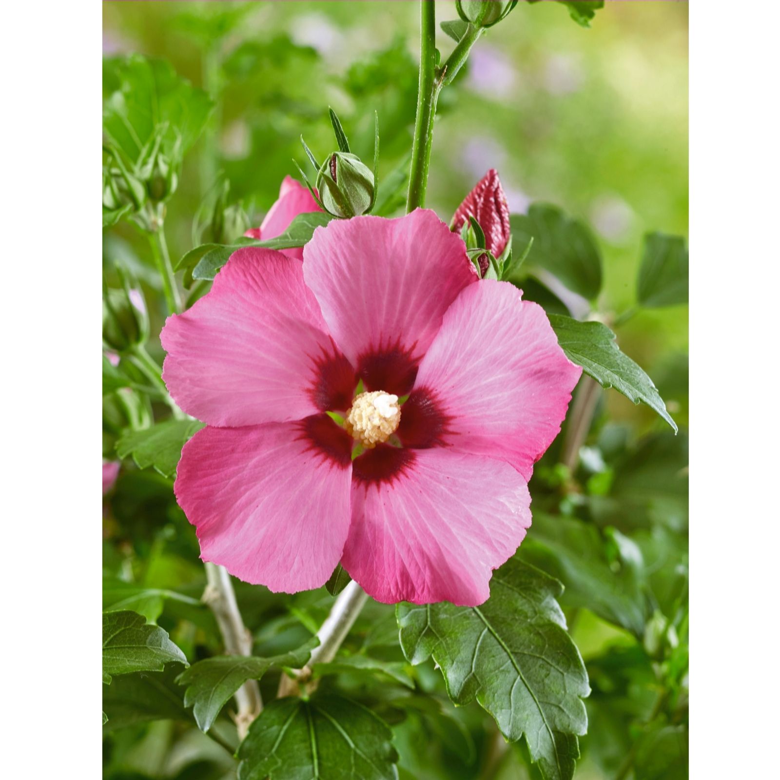 Plants 2 Gardens Plants2gardens Hibiscus Woobridge 3L