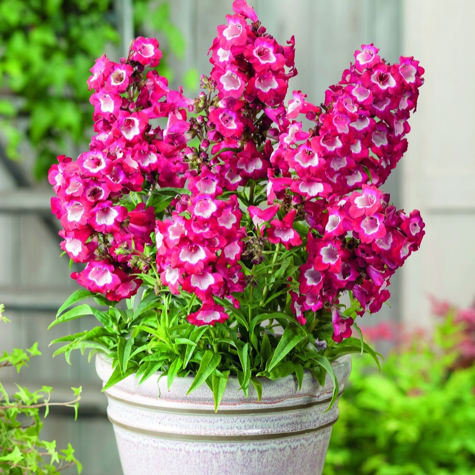 Plants 2 Gardens Red Penstemon Phoenix 3 X 2Ltr