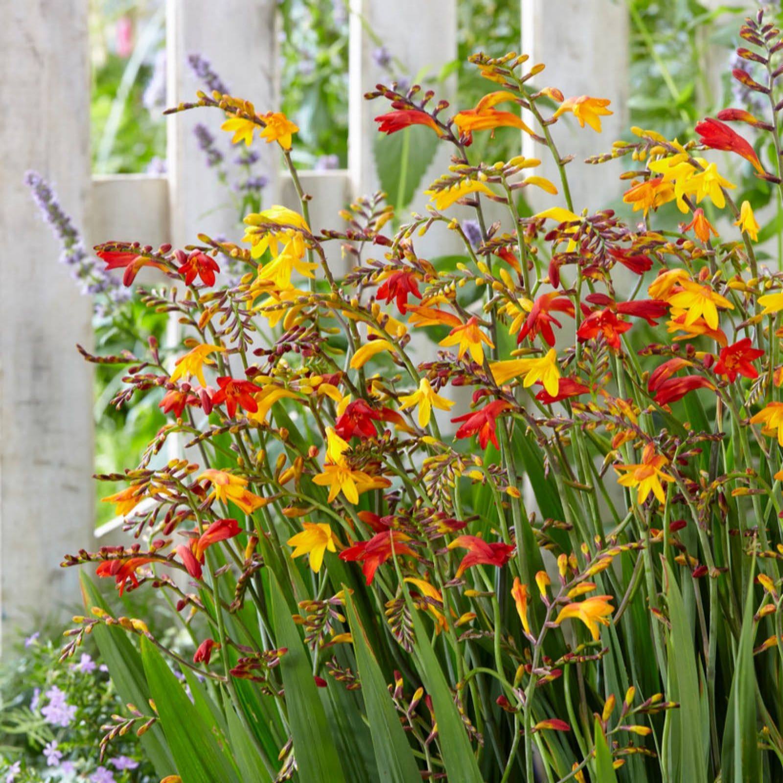 Yougarden Yellow/Orange/Red You Garden Crocosmia Mix 5/6 X 100 Bulbs