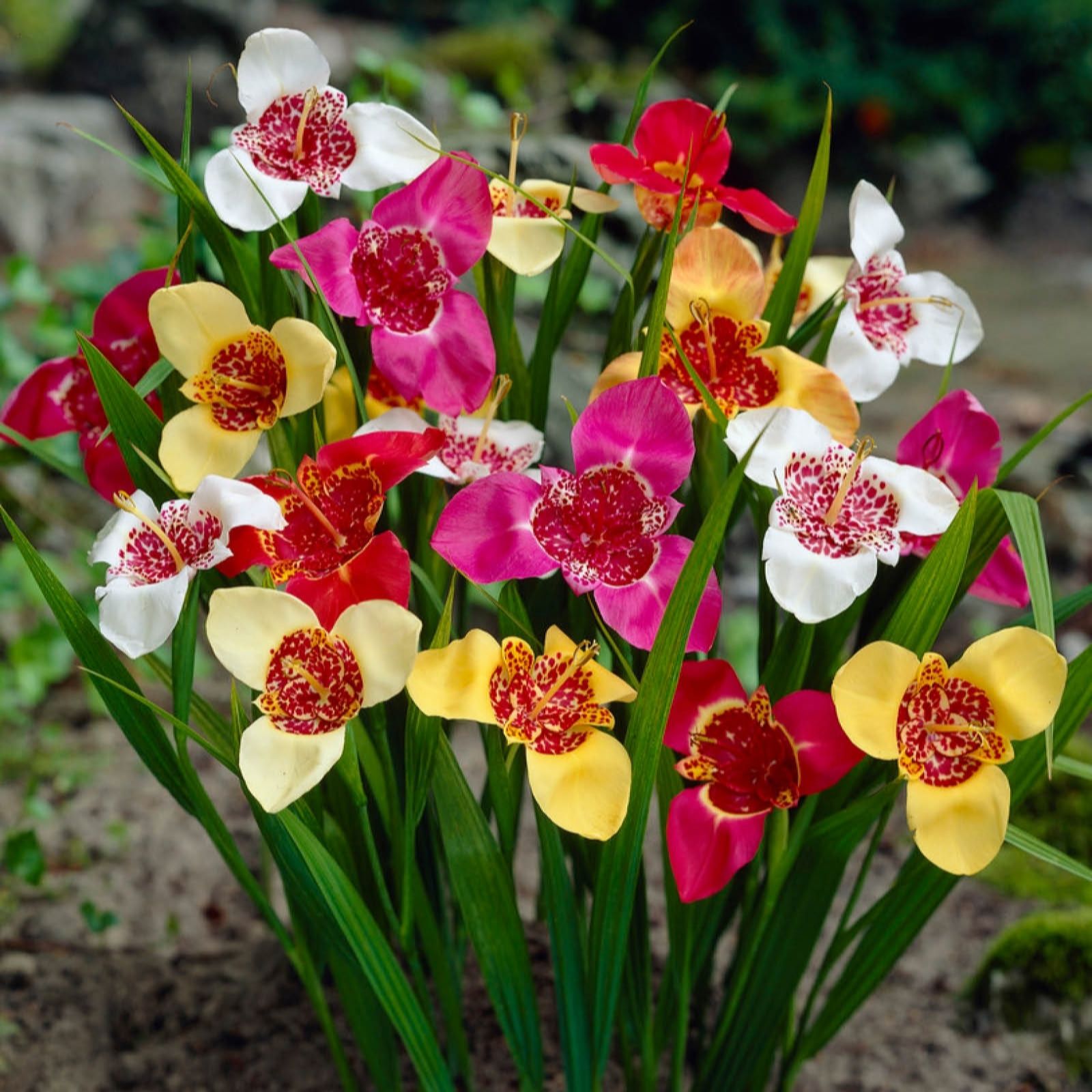 Yougarden Orange/Pink/Yellow You Garden Tigridia Mix Bulbs X50