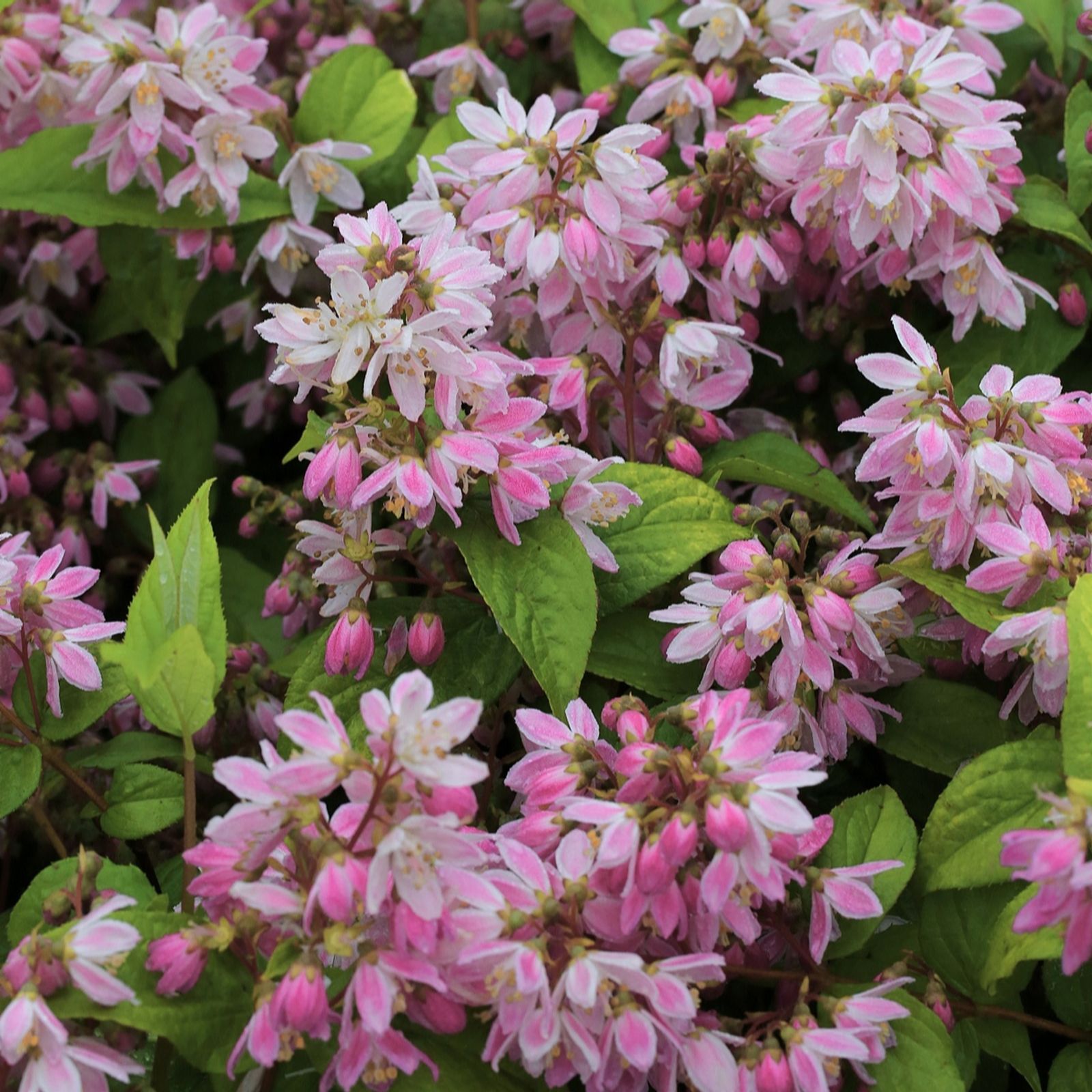 Richard Jackson Green Deutzia Strawberry Fields 2.3L Pot