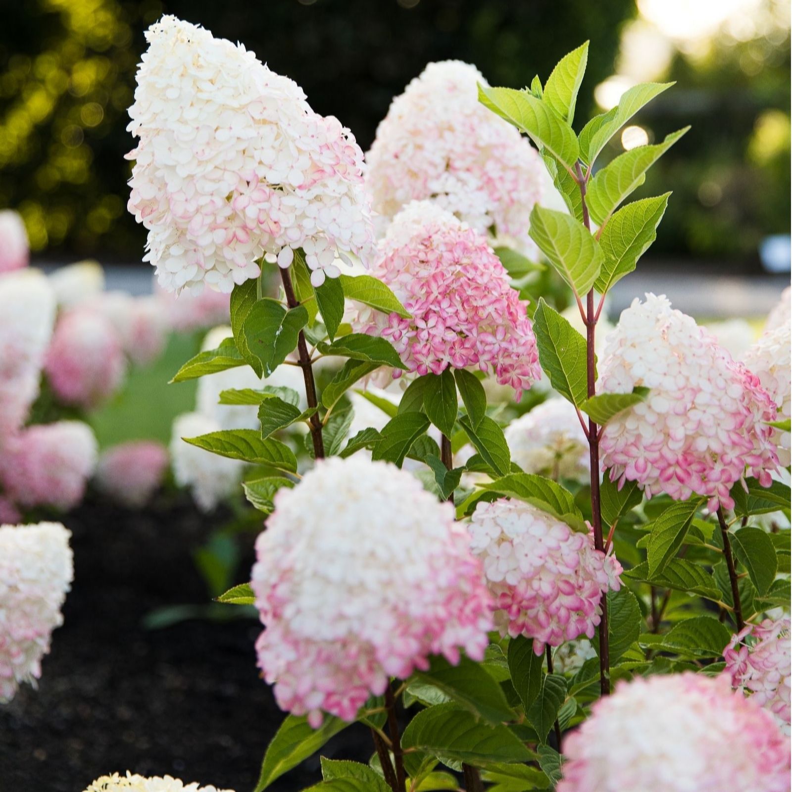 Thompson & Morgan Pink Hydrangea Paniculata Living & Rose 3 Litre P...