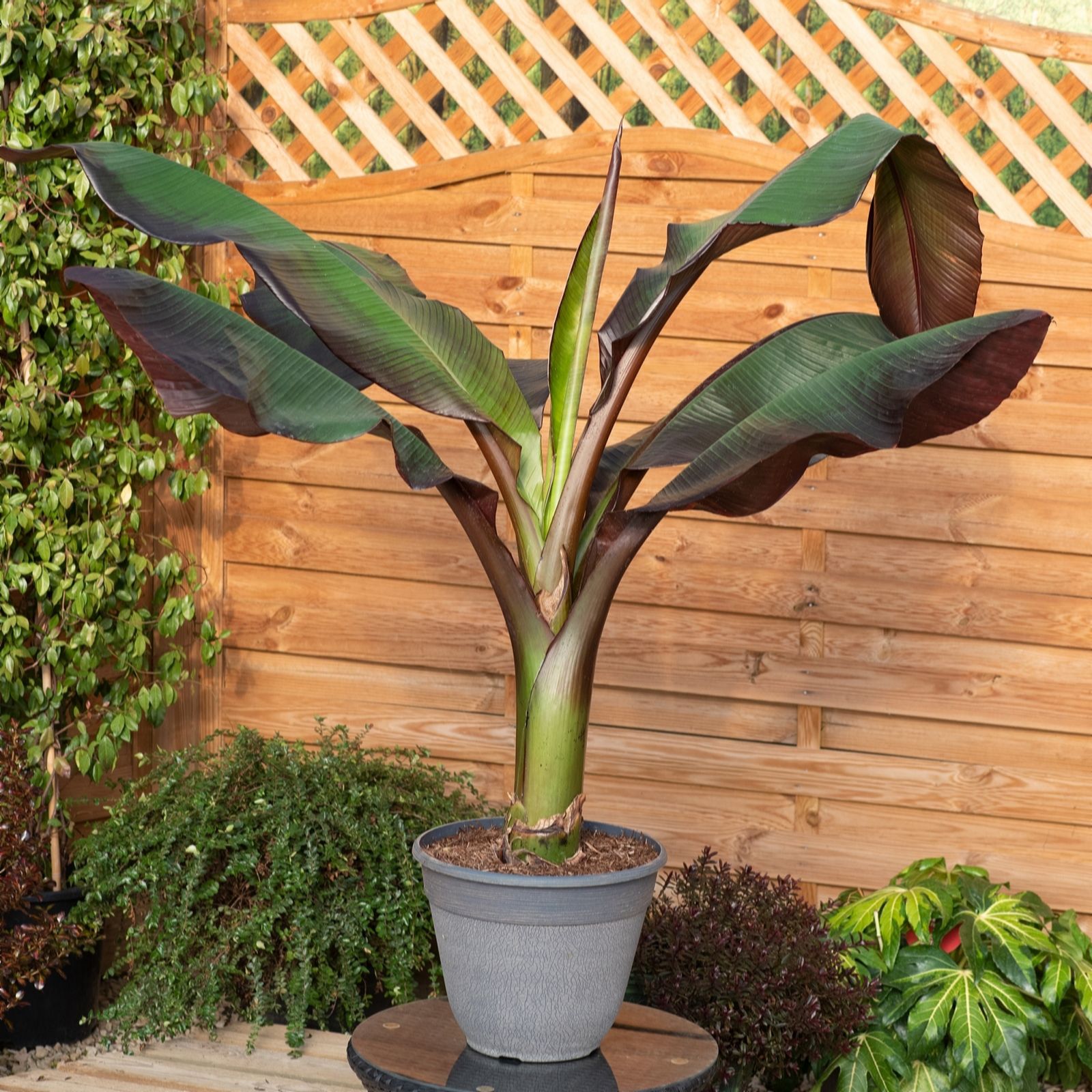 Plants 2 Gardens Red Plants2gardens Musa Ensete 2 X 9Cm