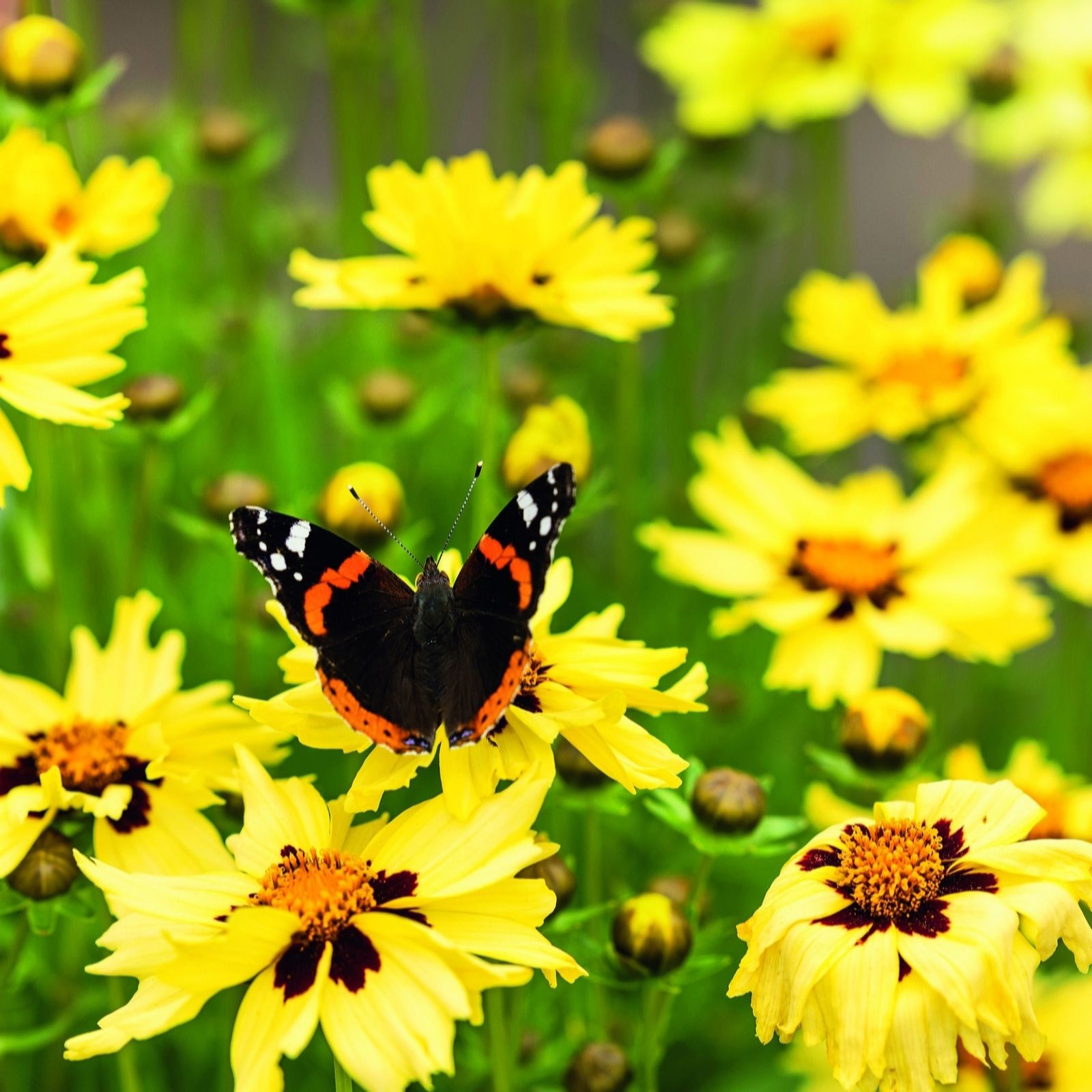 Plants 2 Gardens Yellow/Red Coreopsis Adiamo 3 X 2Ltr