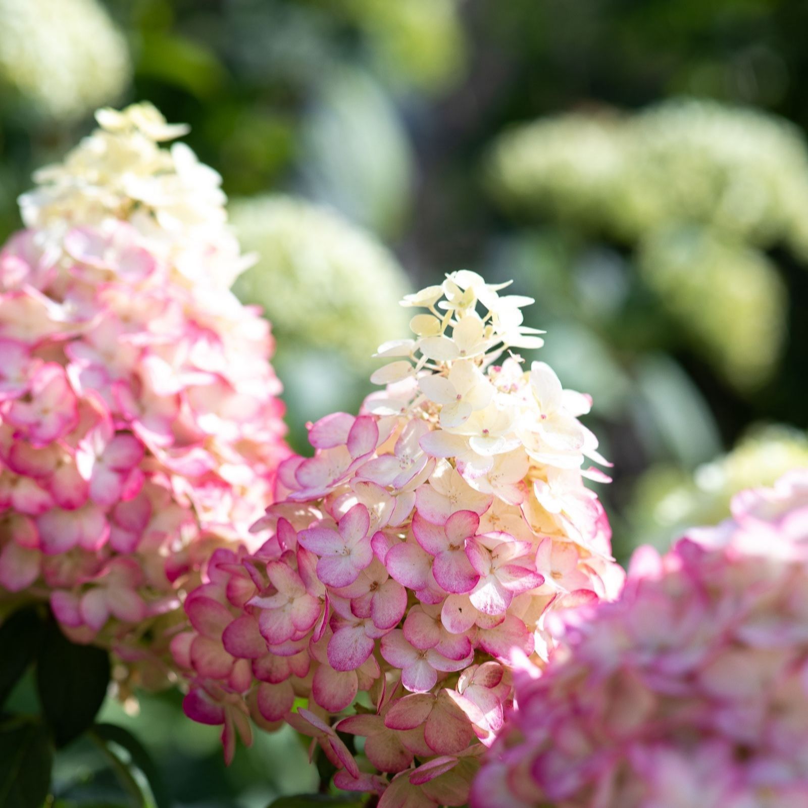 Thompson & Morgan Hydrangea Living Colourful Cocktail 12cm Pot