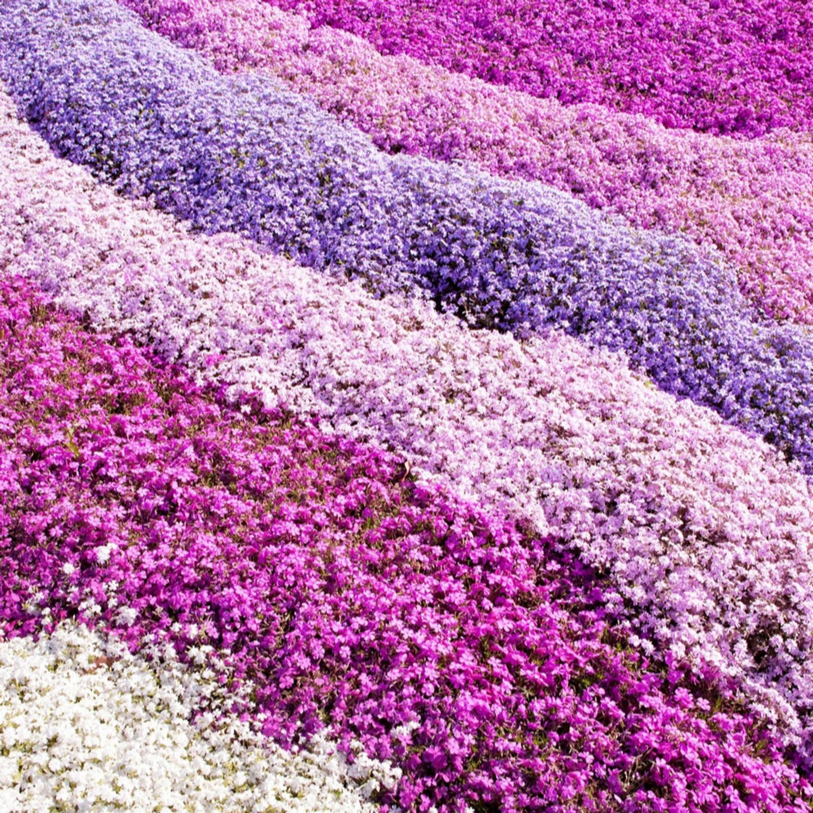 Yougarden White/Pink/Blue Creeping Phlox Collection Plug Plants X12