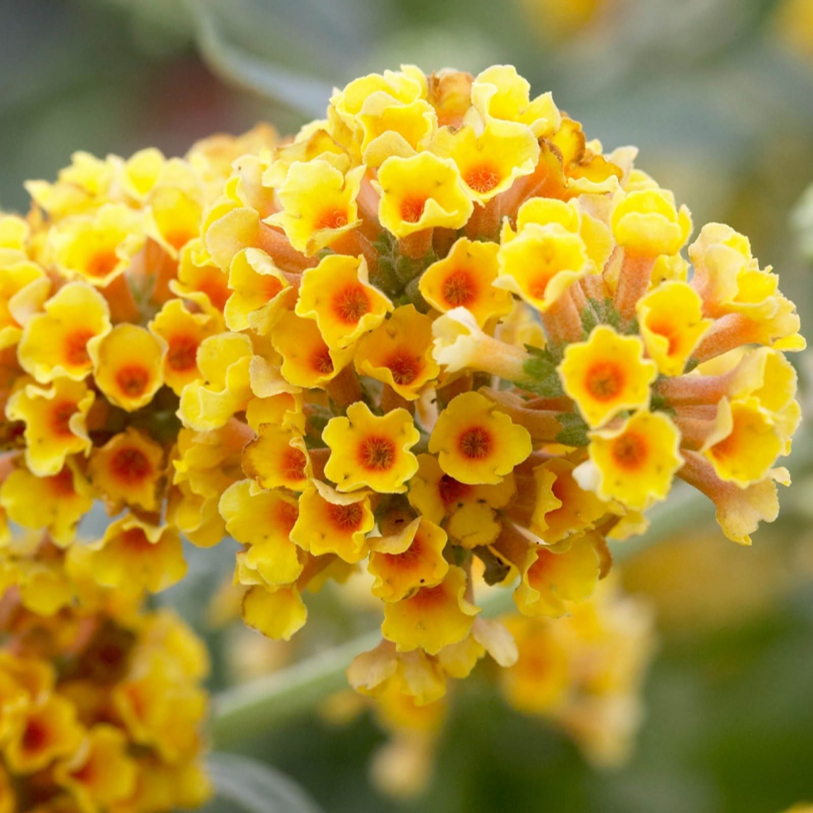 Yougarden Yellow/Grey/Green You Garden Buddleia 'Sungold' In 9Cm Pots X3