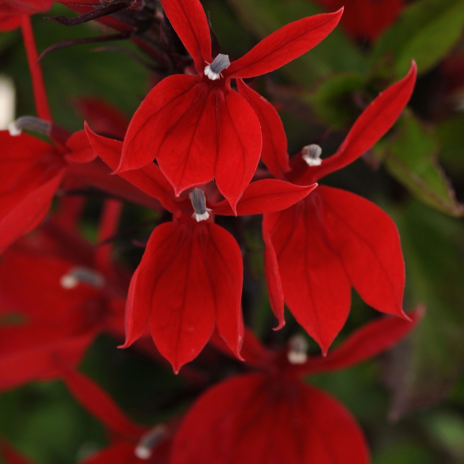 Plants 2 Gardens Blue Plants2gardens Lobelia Starship 3 X 2Ltr