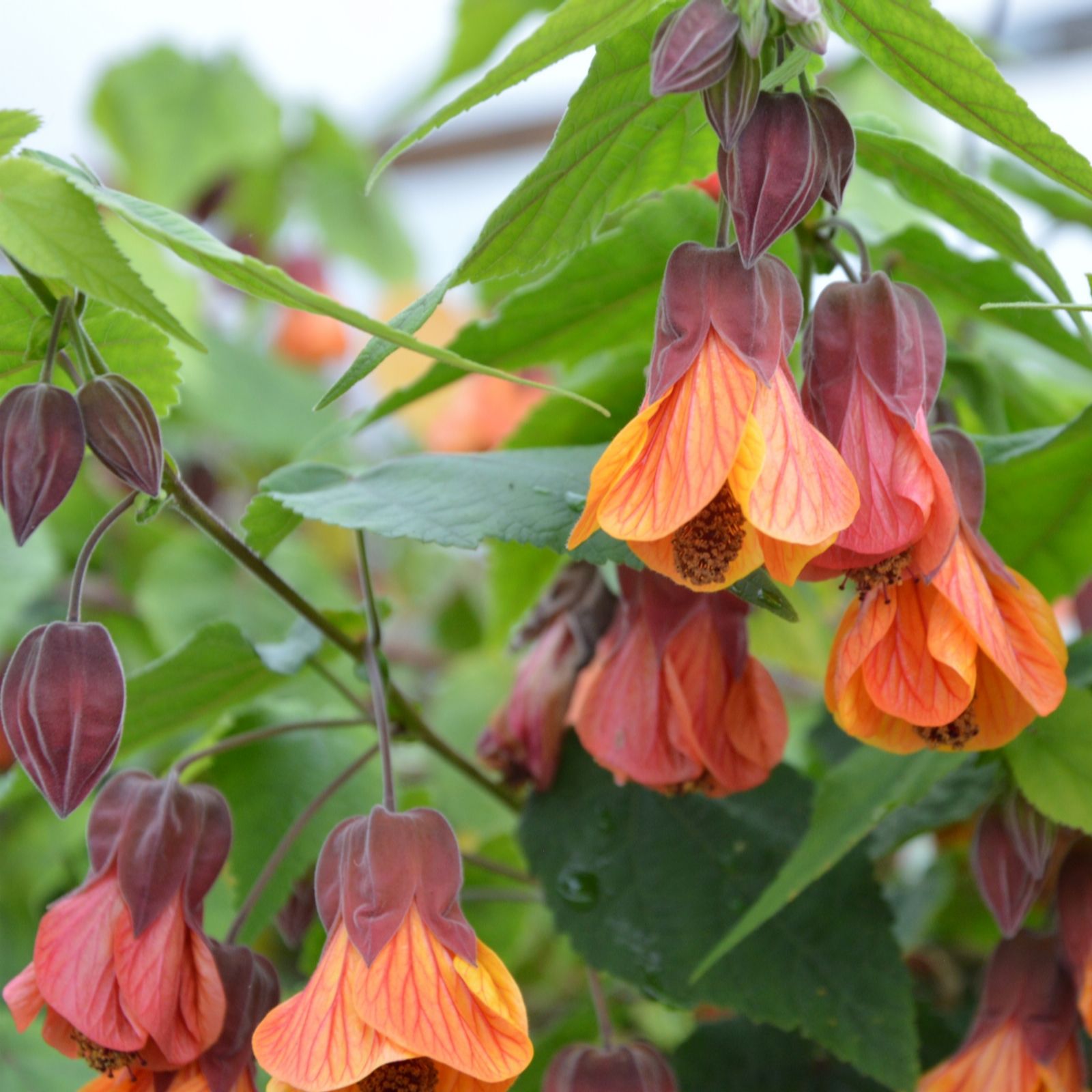 Richard Jackson Orange Abutilon Hot Lava 3L Pot