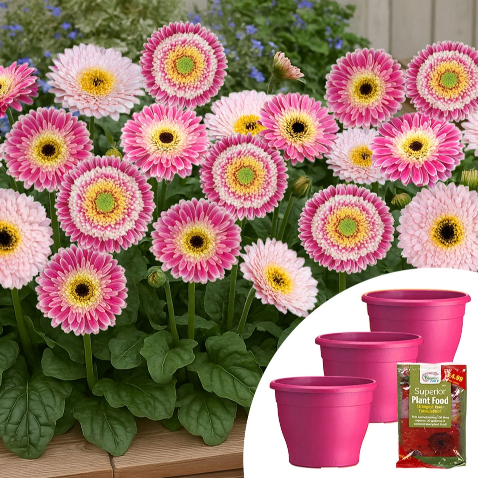 Yougarden Orange Gerbera Sunshapers Planters & Fertiliser Collection