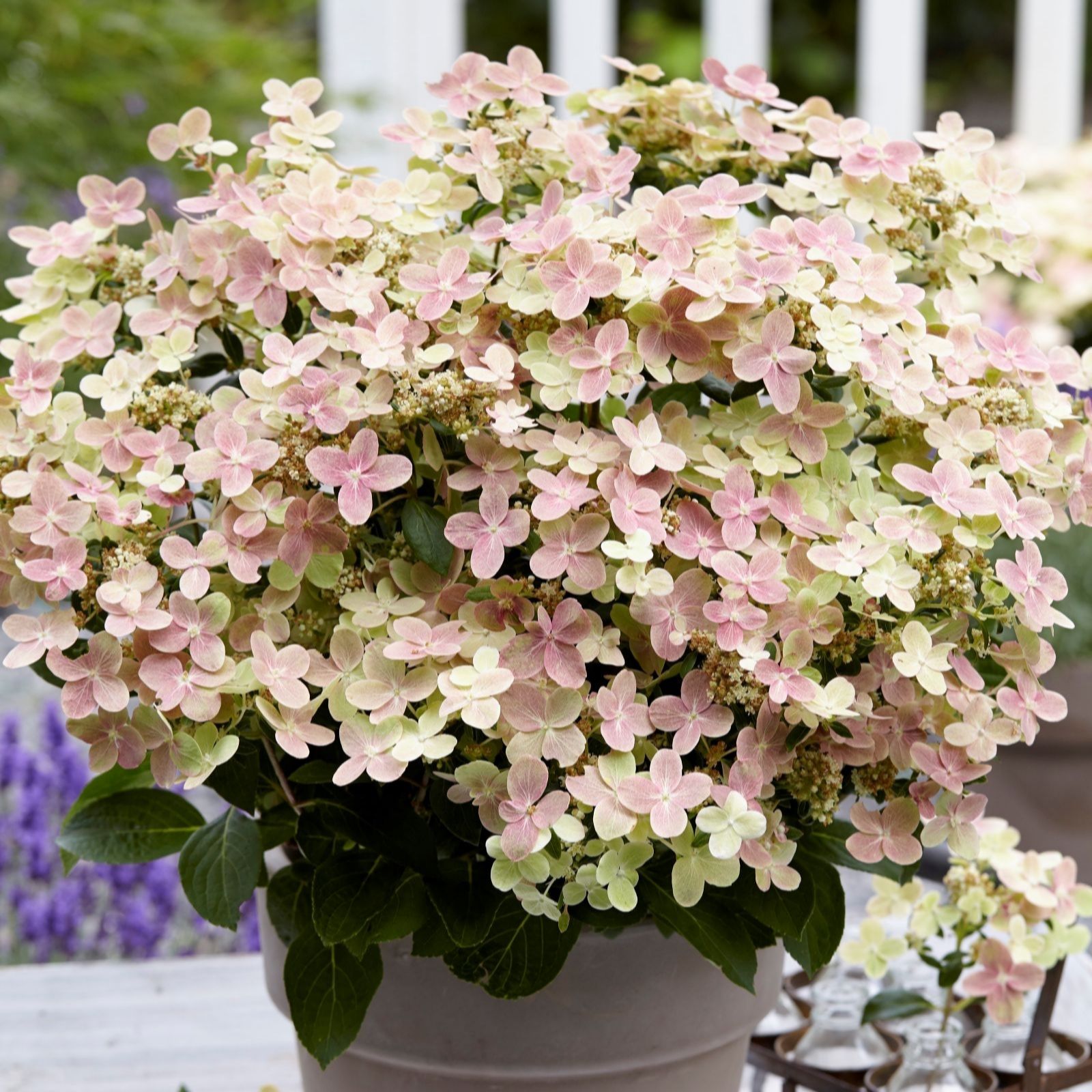 Thompson & Morgan White/Pink Hydrangea Paniculata Polestar (Ophelia) 3L Pot X 1