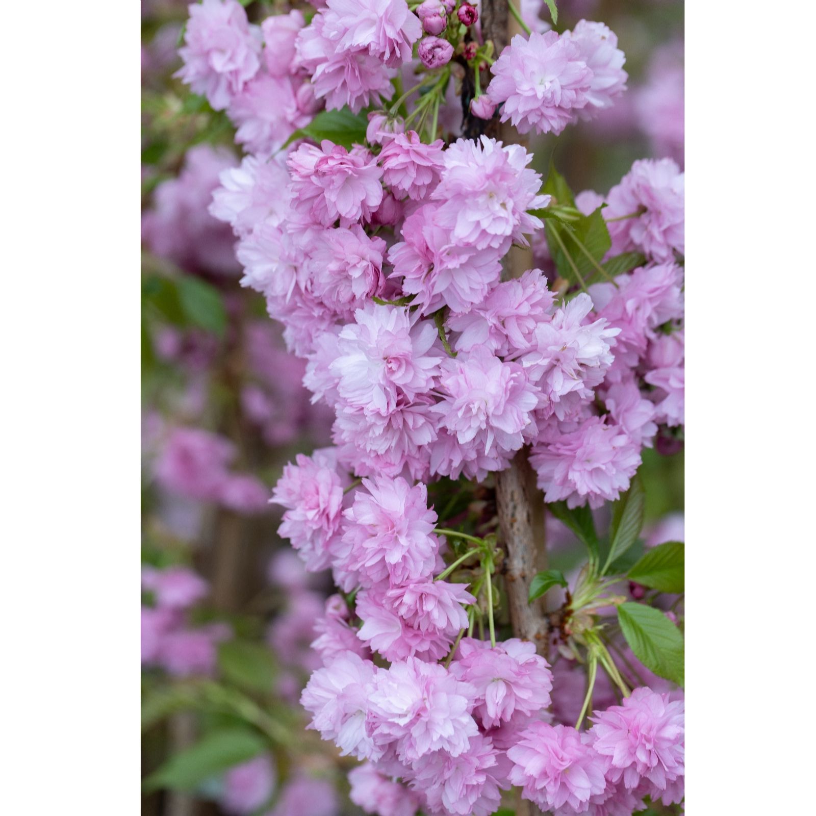 Frank P Matthews Green Prunus Kiku-Shidare- Zakura 12 Litre Container