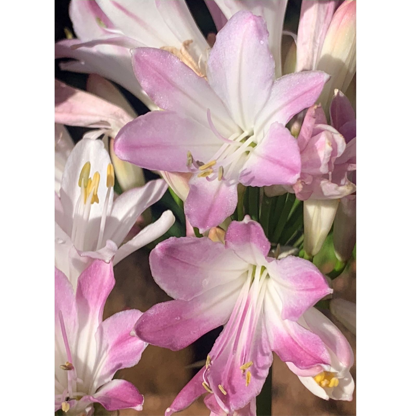Plants 2 Gardens Pink Plants2gardens Agapanthus Blush 2L