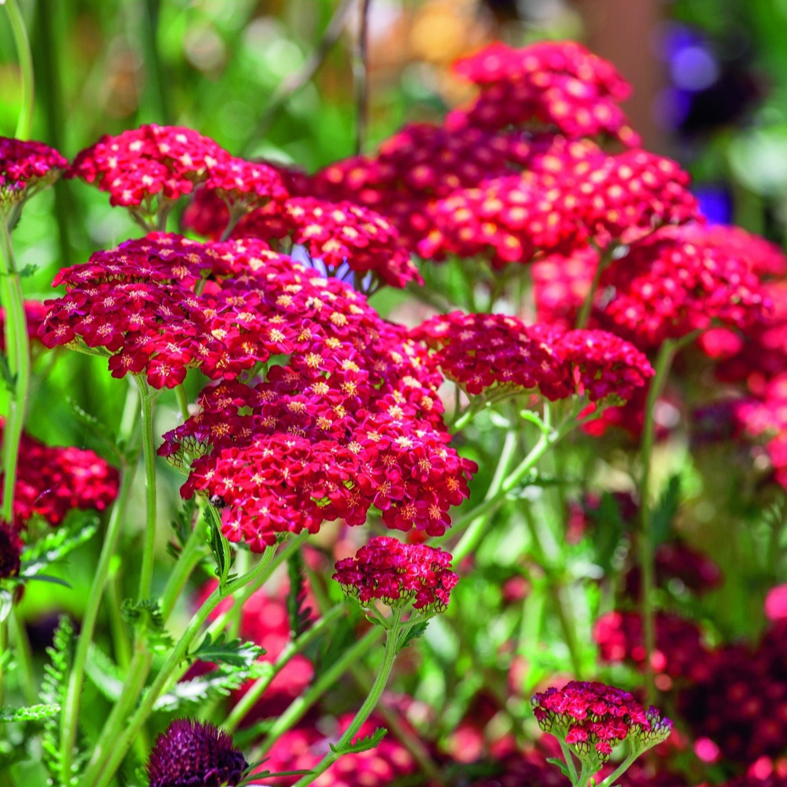 Plants 2 Gardens Red Achillea Velvet 3 X 2Ltr
