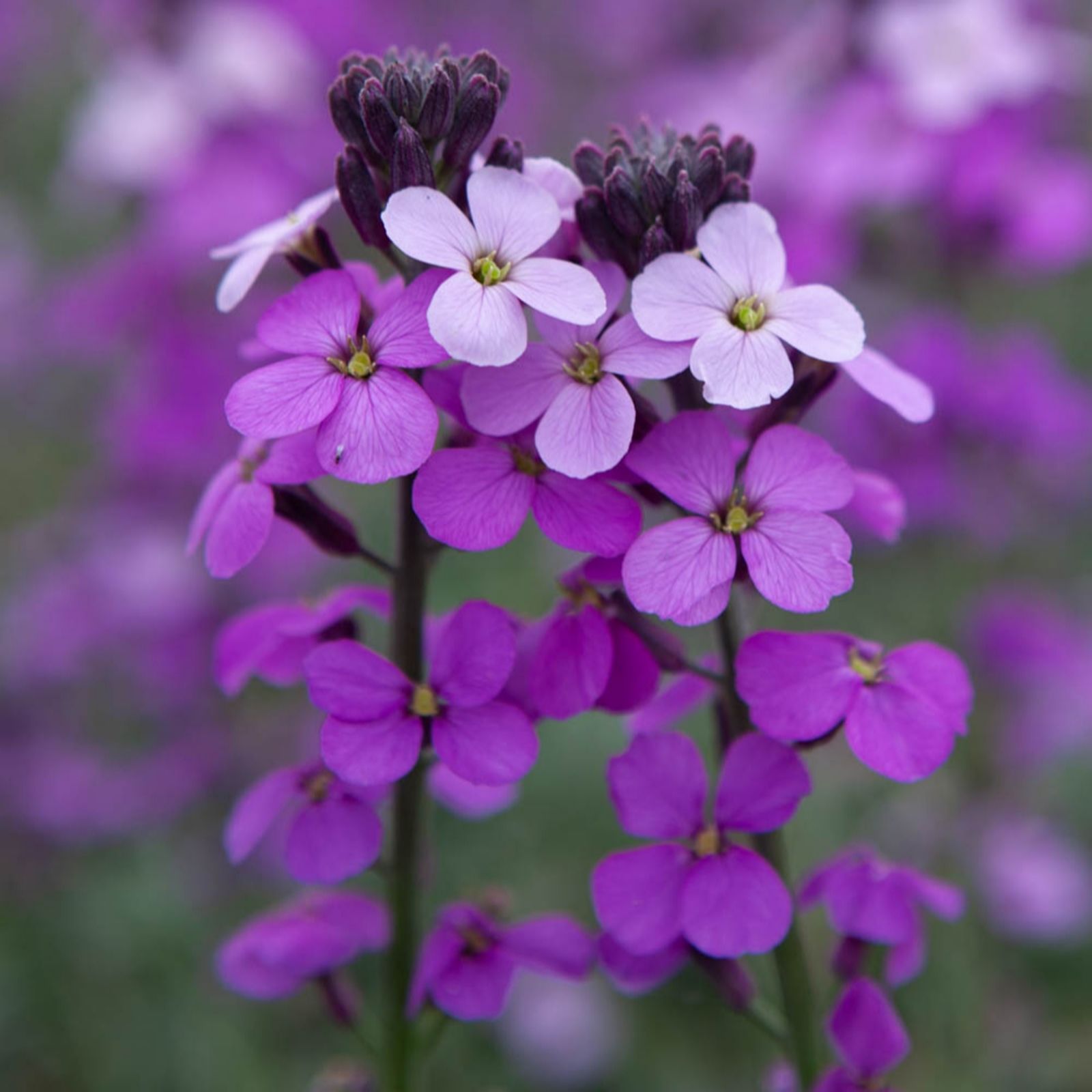 Yougarden Mauve Pair Of Erysimum Bowles In 3L Pots