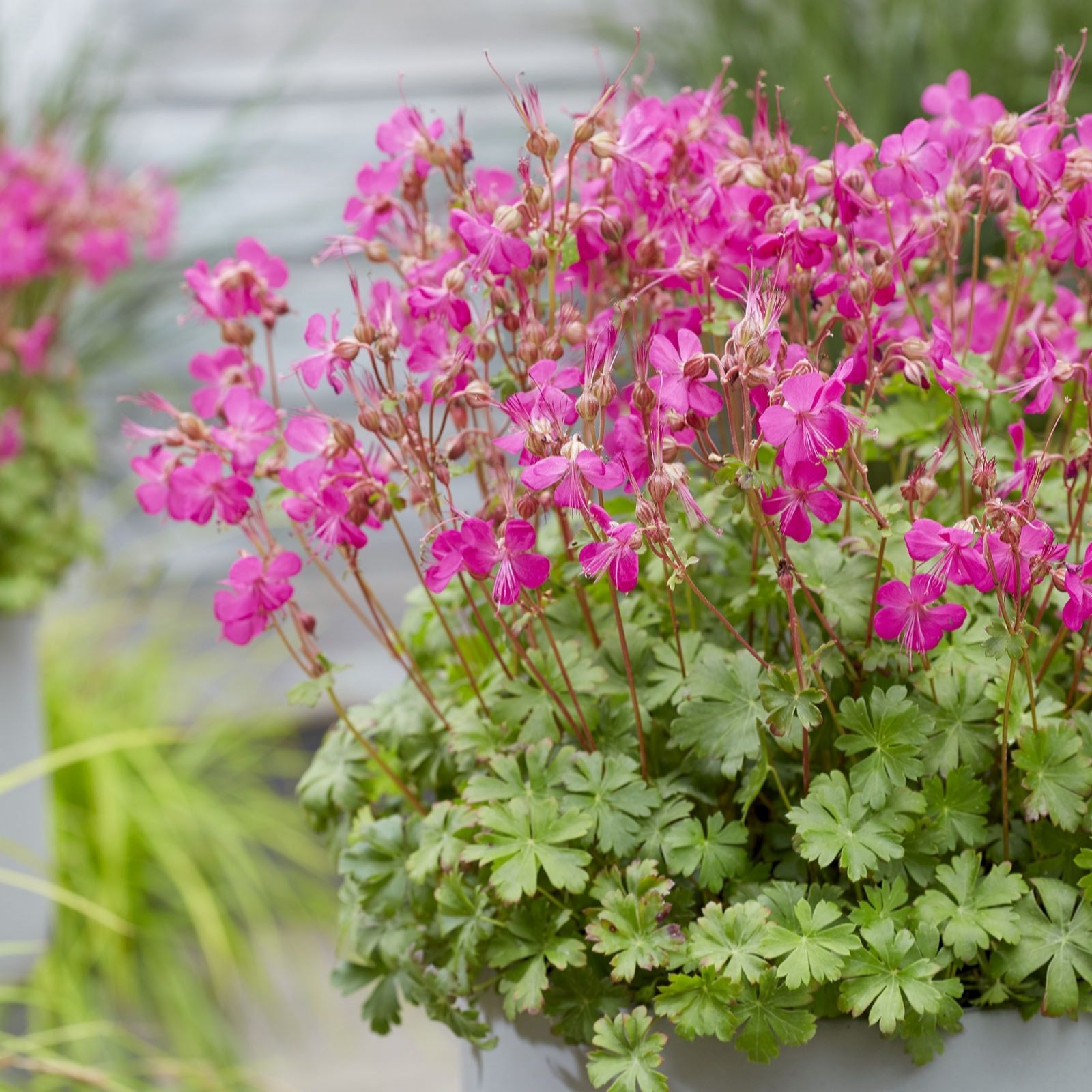 Hayloft Plants Pink/Lilac Scented Hardy Geraniums 3X 9Cm Pots