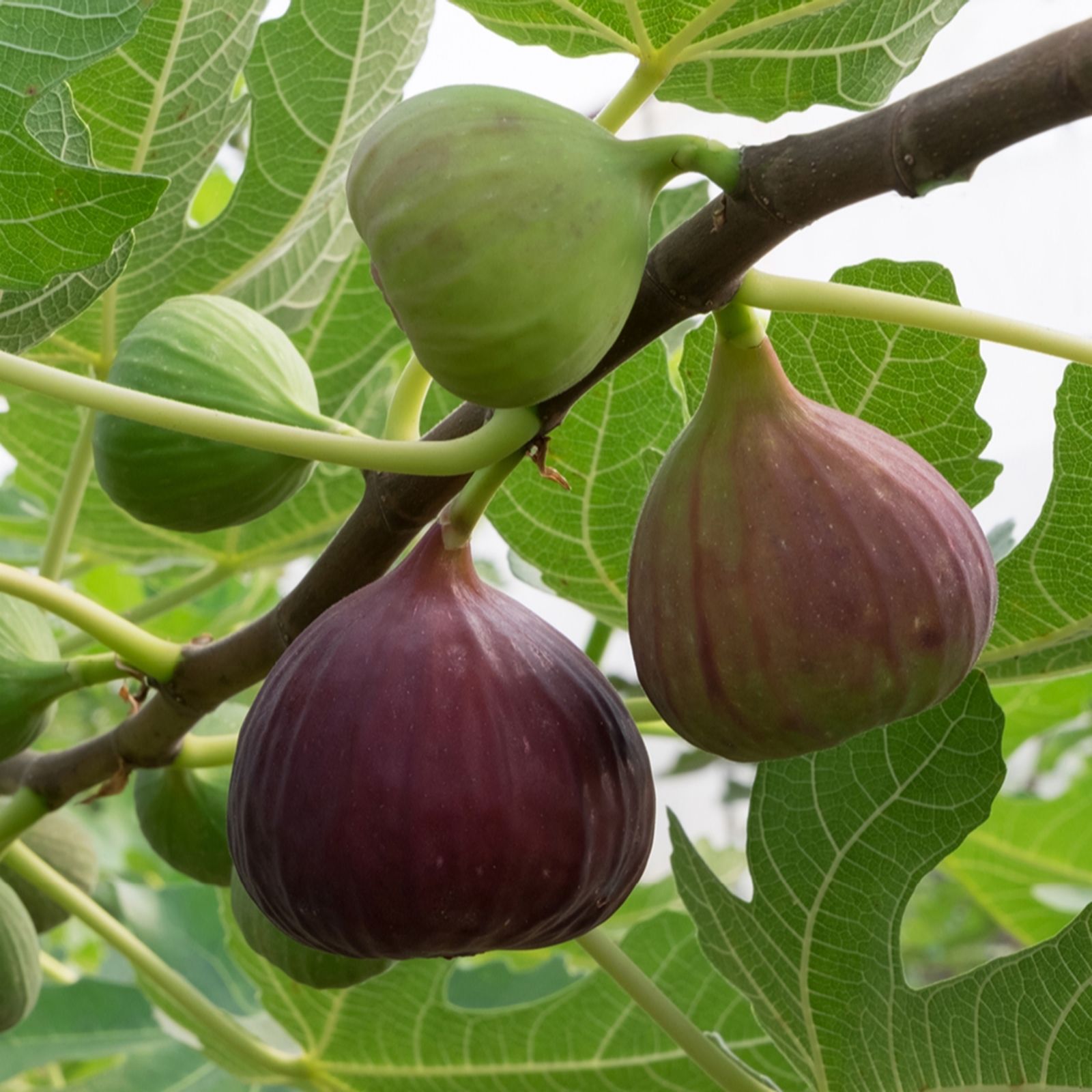 Yougarden Brown Patio Standard Fig Turkey 3L Pot