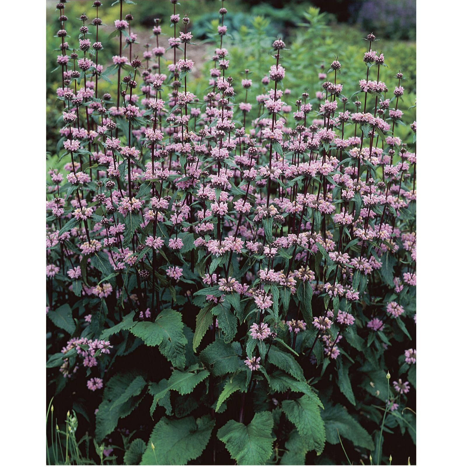 Plants 2 Gardens Burgundy/Purple/Lilac Plants2gardens Phlomis Amazone 3 X 9Cm