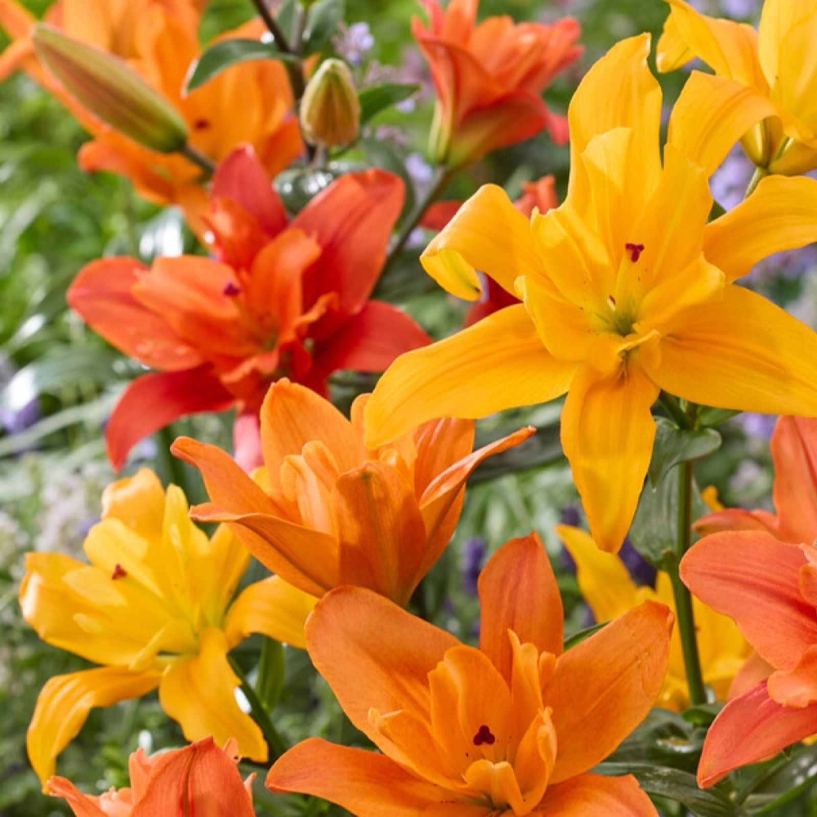 Yougarden Pollen Free Lily 'Butterfly Double' Collection X20 Bulbs