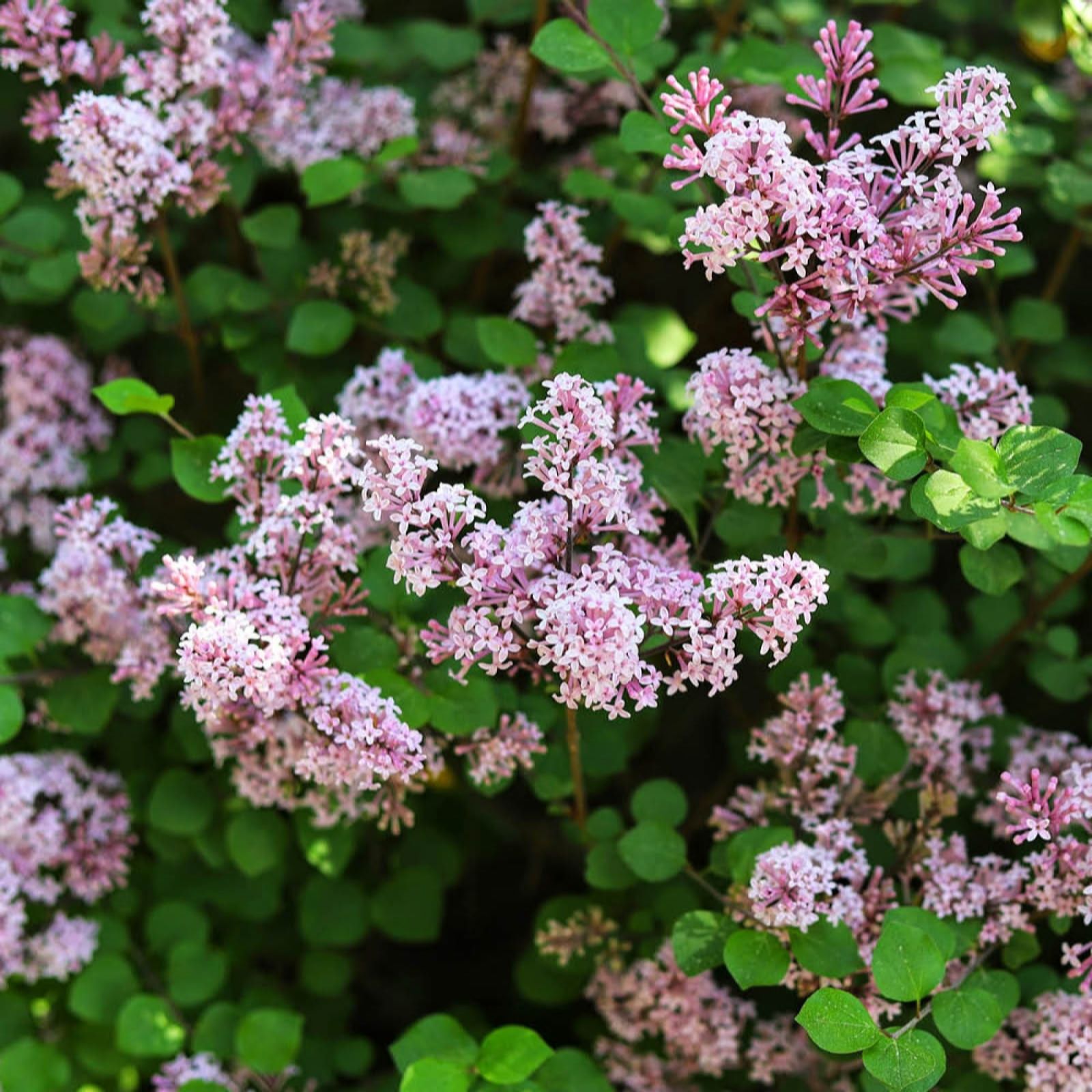 Yougarden Pair Of Syringa Palibin In 3L Pots