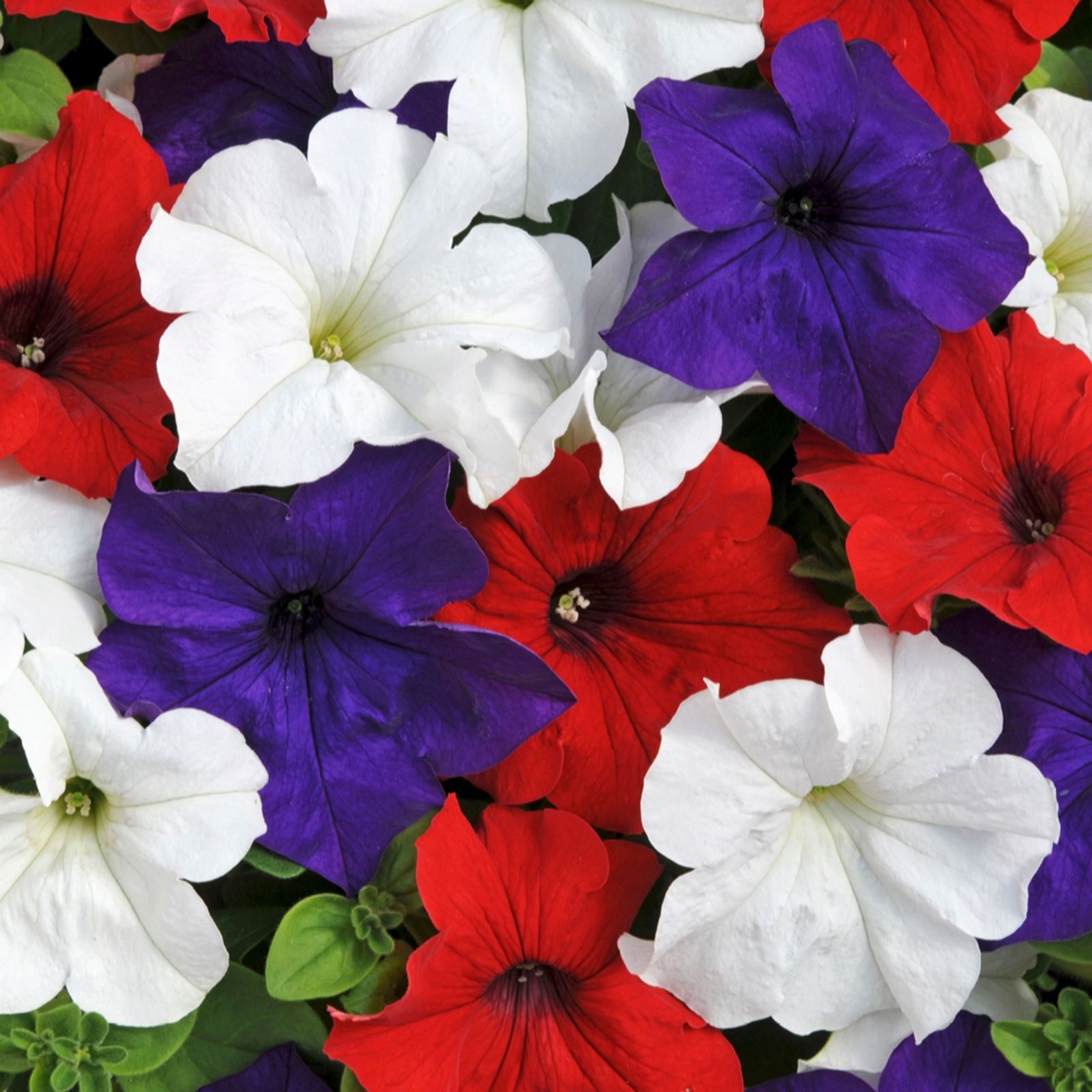 Yougarden Red/White/Blue Patriotic Petunia Mix Plug Plants X12