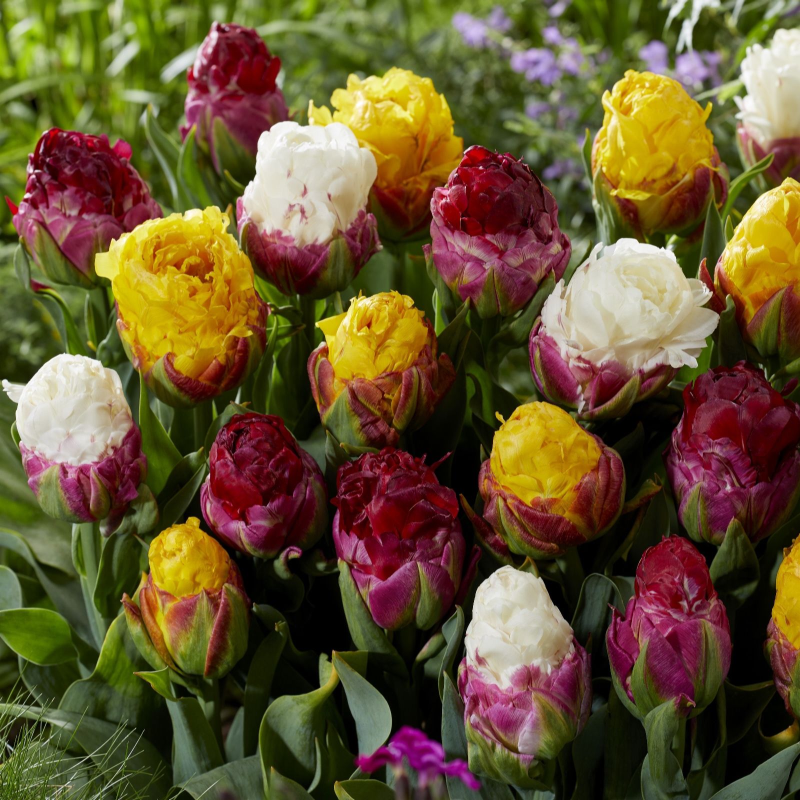 Thompson & Morgan Cream Tulip Ice Collection 6 Bulbs