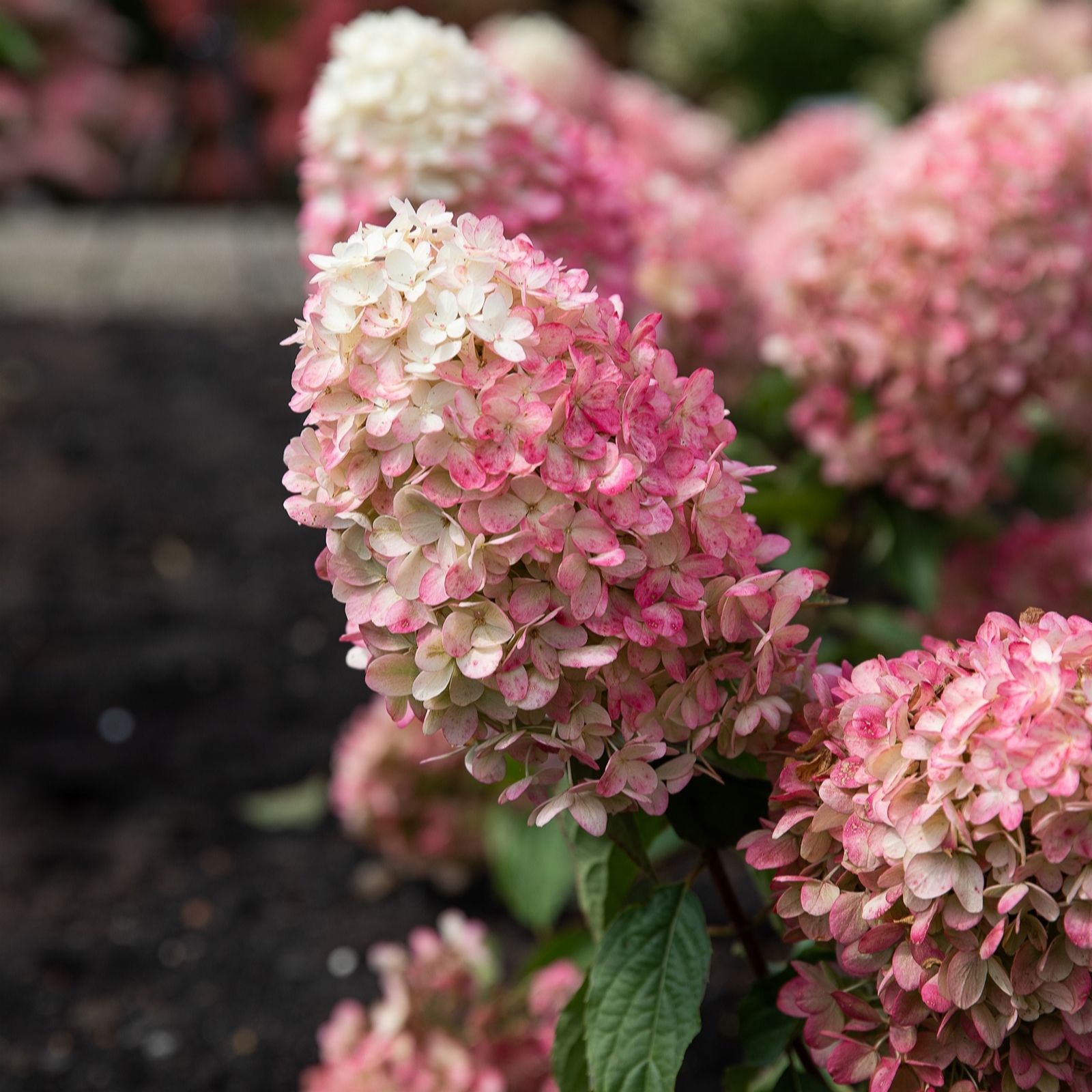 Thompson & Morgan Hydrangea Living Raspberry Pink 12cm Pot