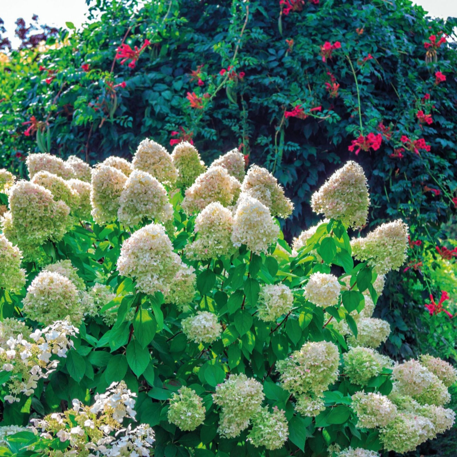 Thompson & Morgan Hydrangea Paniculata Hercules 3 Litre Pot X 1