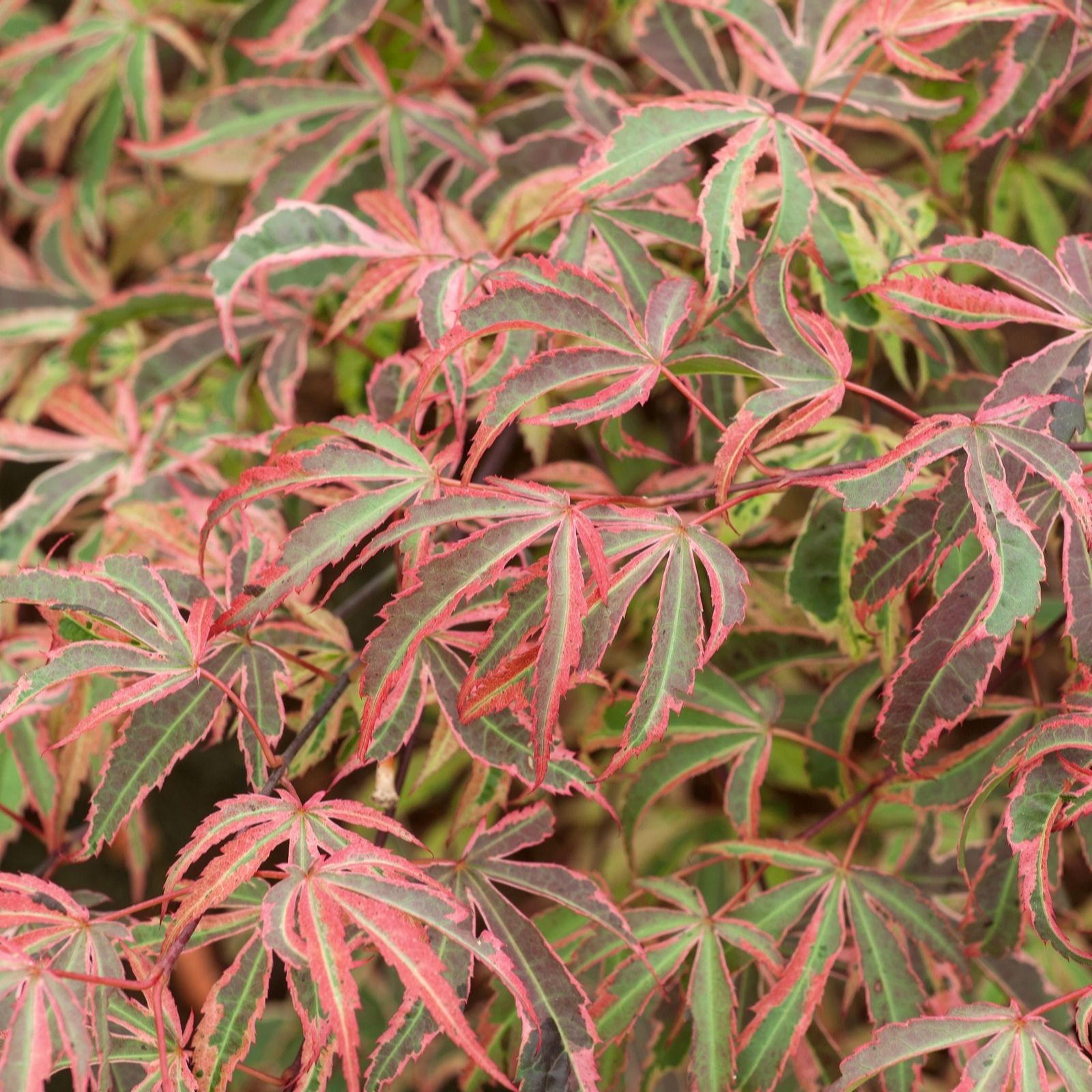Plants 2 Gardens Coral/Pink/Purple Plants2gardens Acer Shirazz 10Ltr