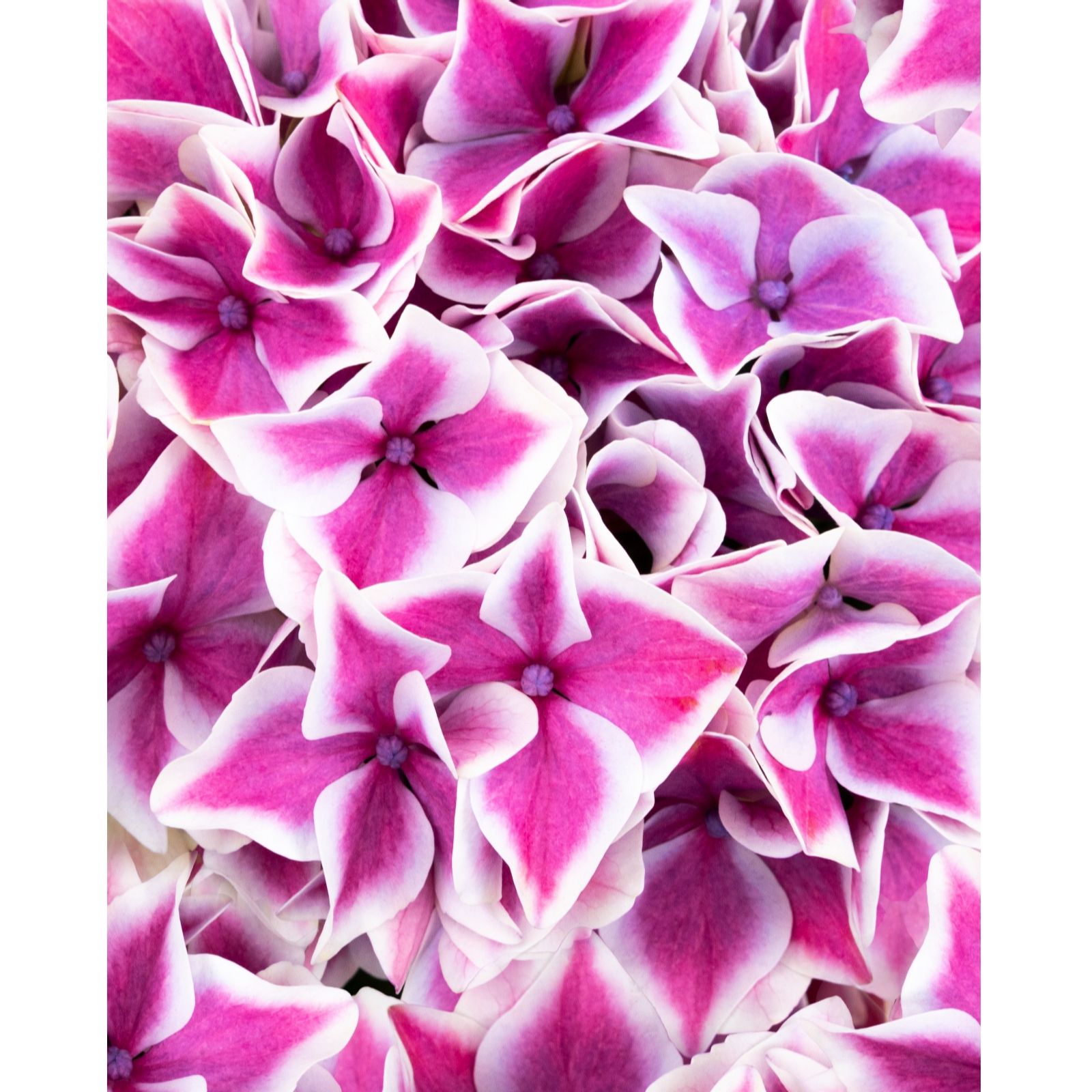 Plants 2 Gardens Blue Plants2gardens Hydrangea Perlanova 4.5L