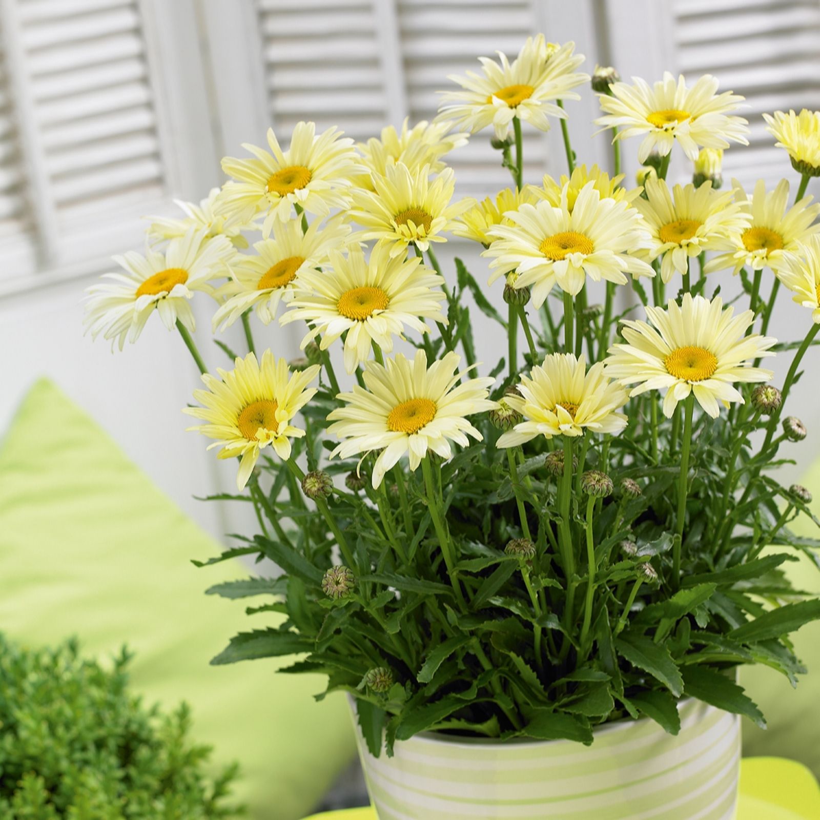 Plants 2 Gardens Cream Plants2gardens Leucanthemum Banana 3 X 2Ltr