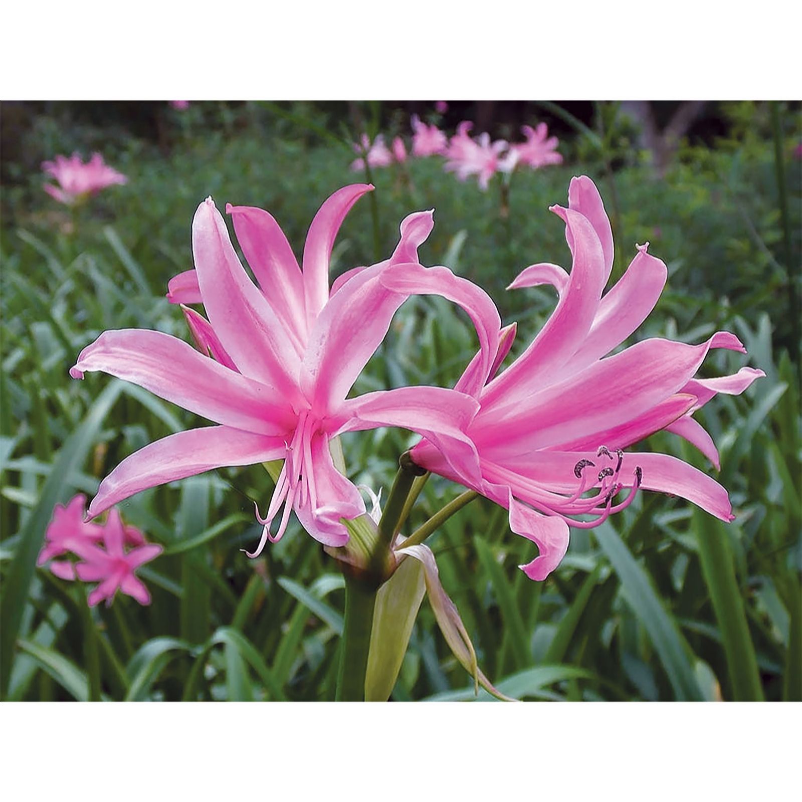 Plants 2 Gardens Pink Plants2gardens Amarine Belladiva 5 X 16+ Bulbs