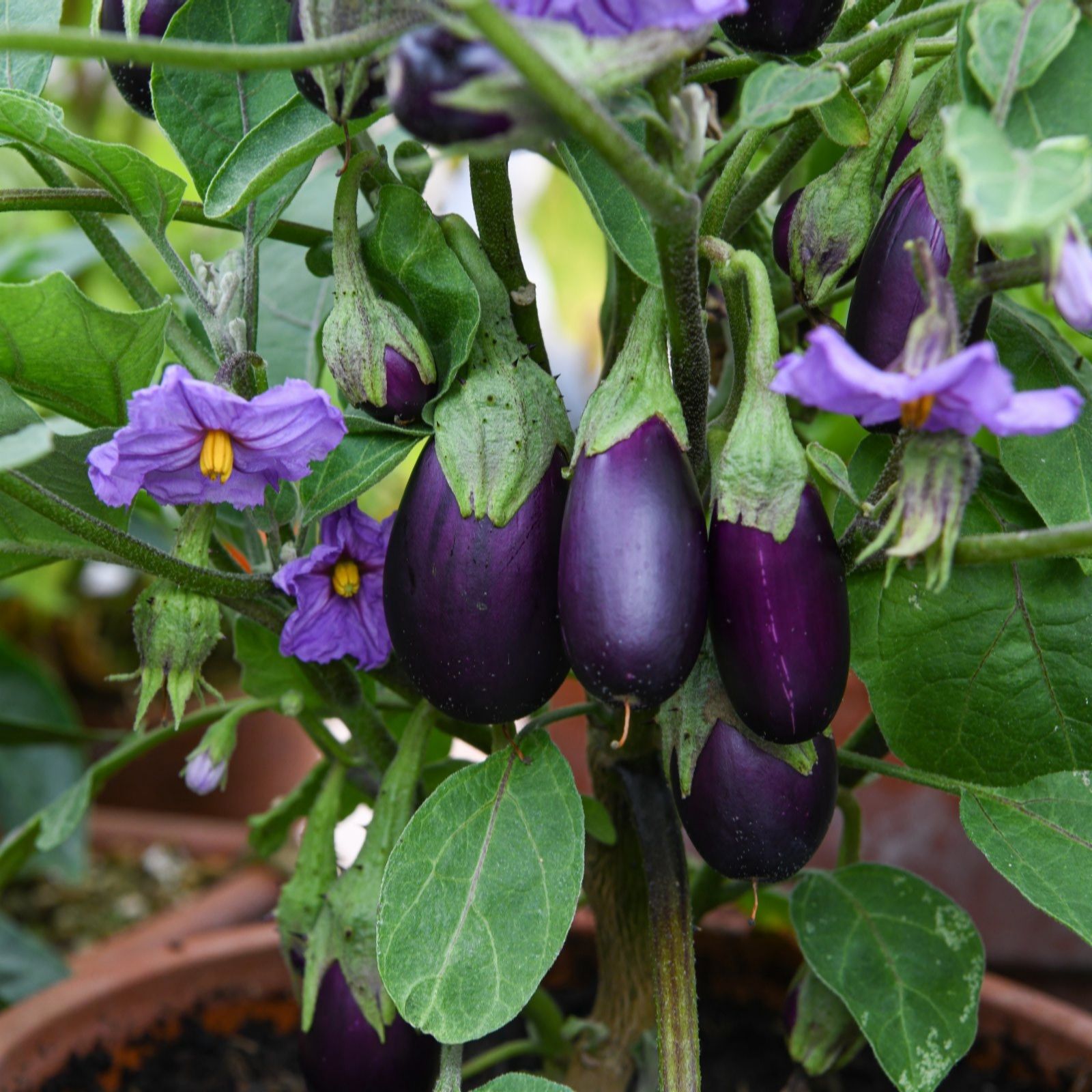 Thompson & Morgan Aubergine Baby Jackpot 9cm Pot x 3
