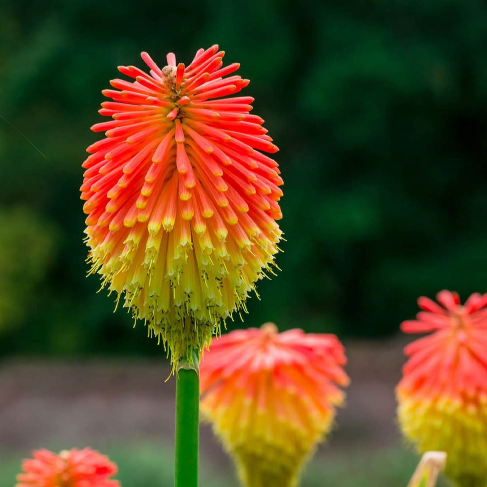 Yougarden Red Hot Poker 'Kniphofia Uvaria' Bare Roots X10