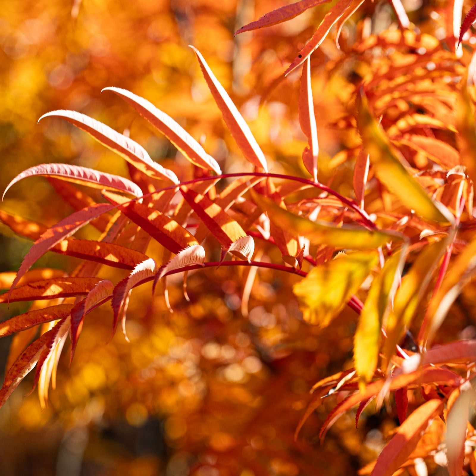 Frank P Matthews Green/Bronze/Orange Sorbus Olympic Flametm In 12 Litre Container