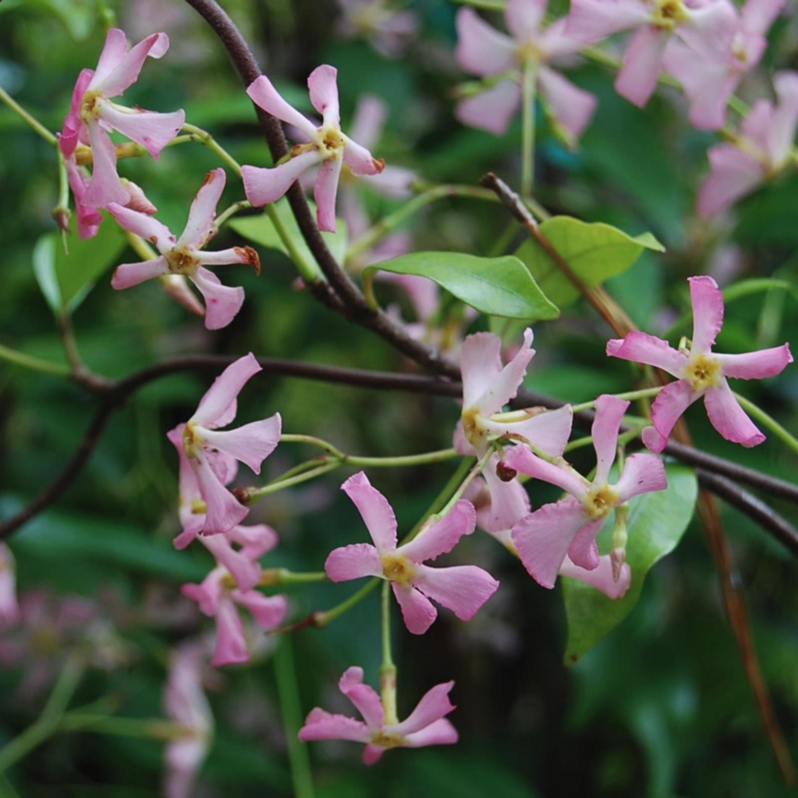 Plants 2 Gardens Pink Plants2gardens Trachelospermum Wings