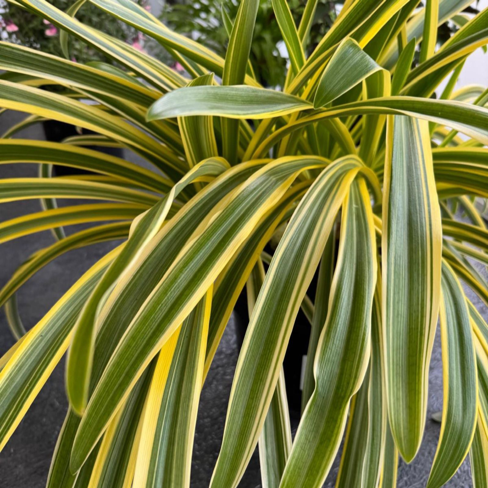 Thompson & Morgan Cream Agapanthus Zambezi 2 Litre Pot X1