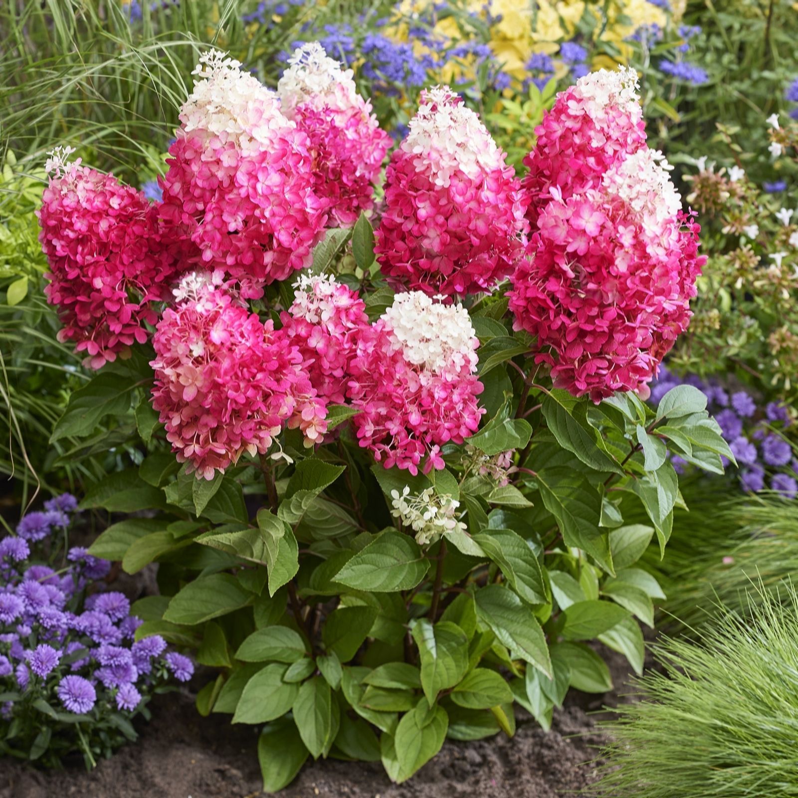 Thompson & Morgan Hydrangea 100 Days in Bloom Collection 12cm Pot x3
