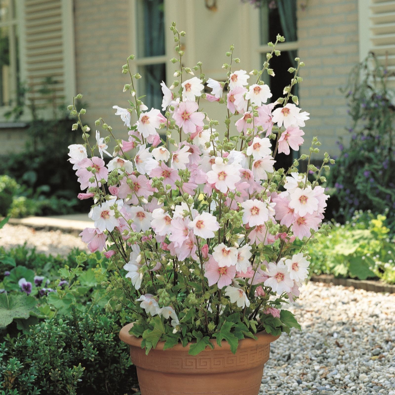 Thompson & Morgan Pink Lavatera X Clementii Barnsley Baby 2L Pot X 1