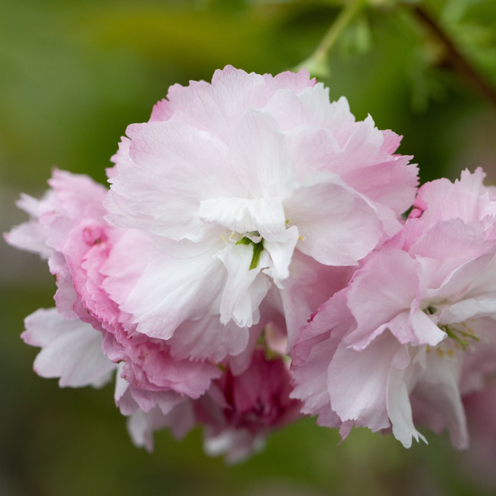 Frank P Matthews Pink Prunus Little Perfection 11.5 Litre Container