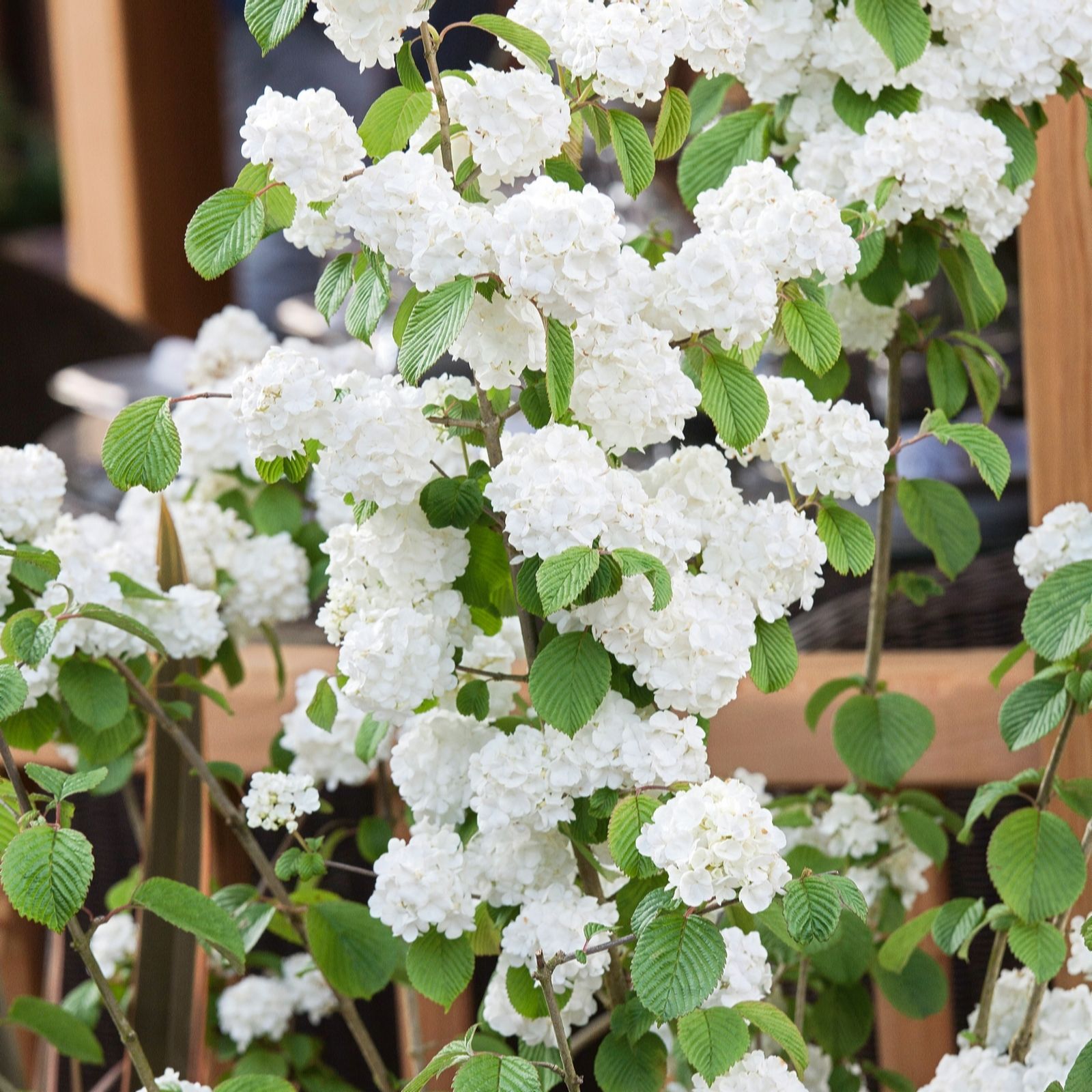 Plants 2 Gardens White/Red/Purple Plants2gardens Viburnum Popcorn 4Ltr