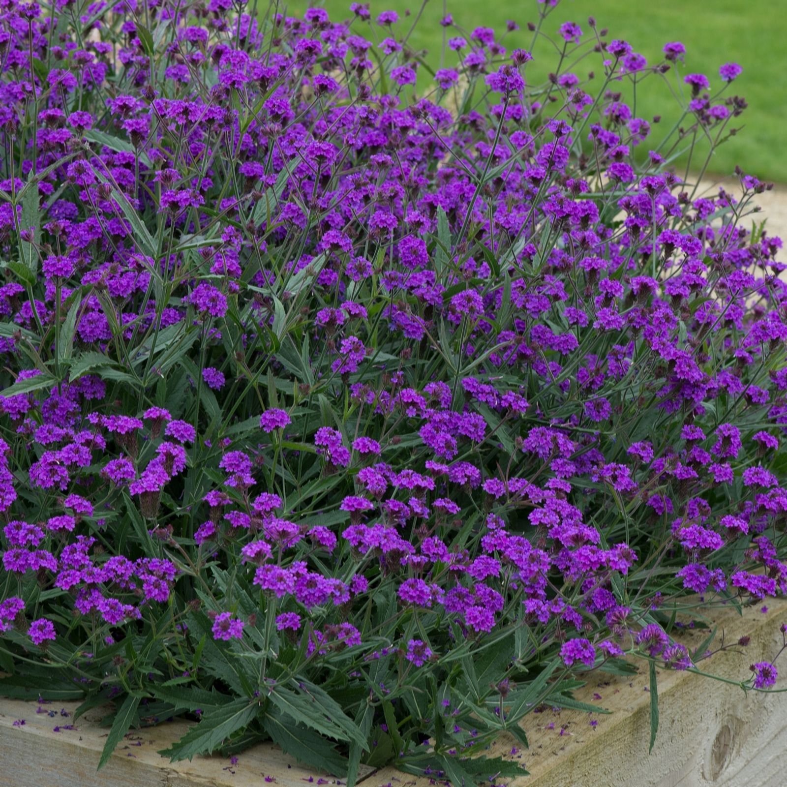 Plants 2 Gardens Purple Plants2gardens Verbena Santos 3 X 2Ltr